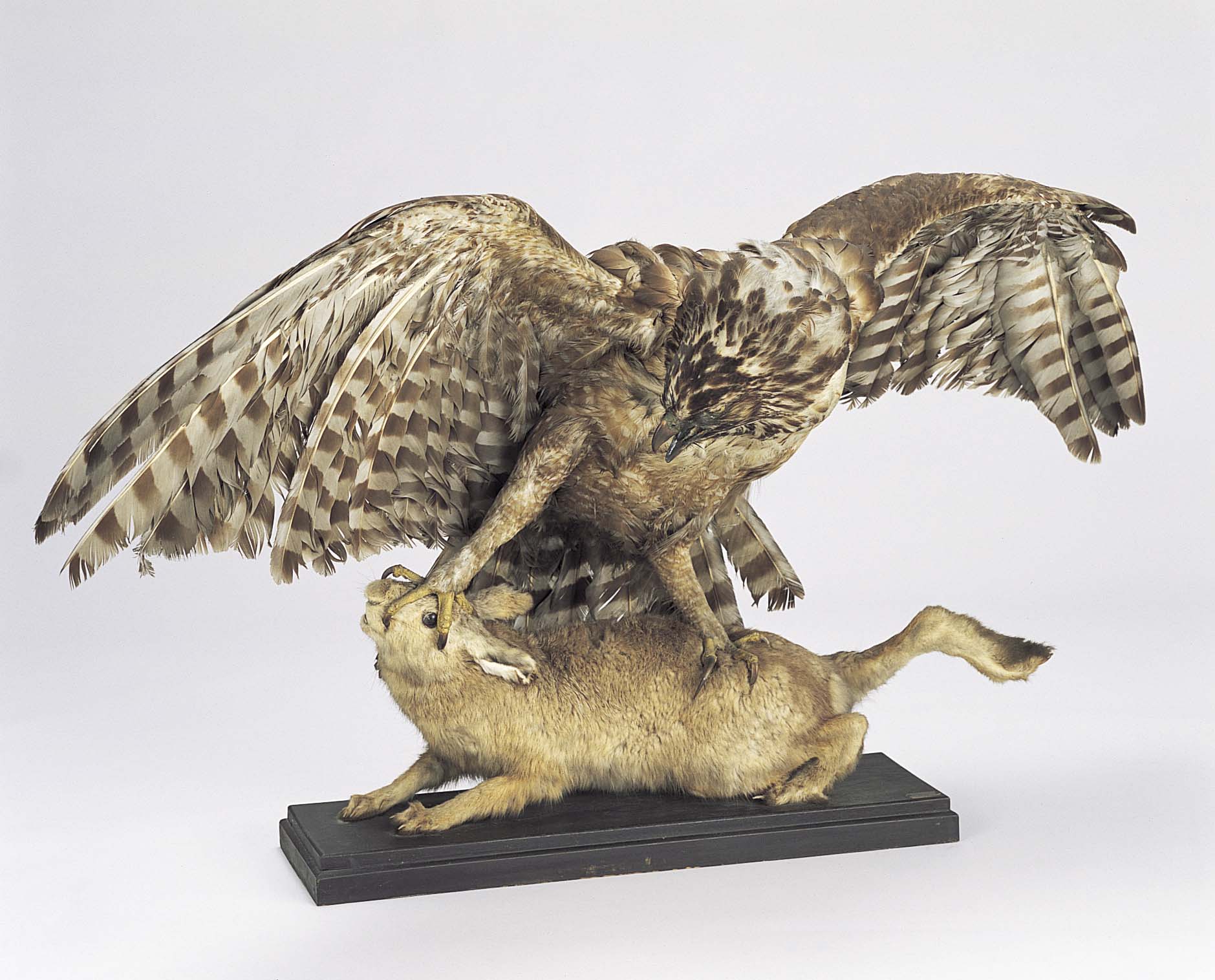 画像：クマタカ