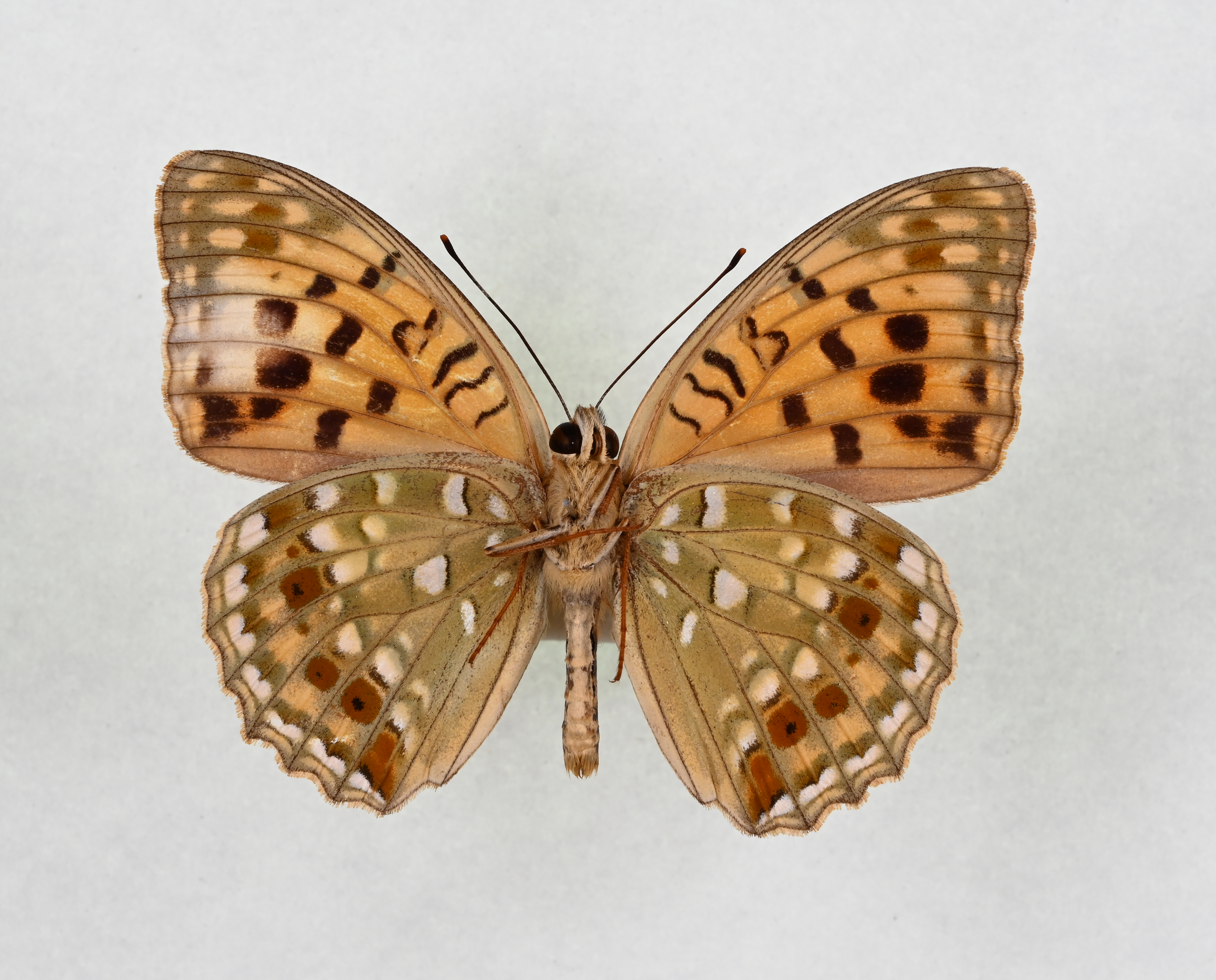 画像:オオウラギンヒョウモン