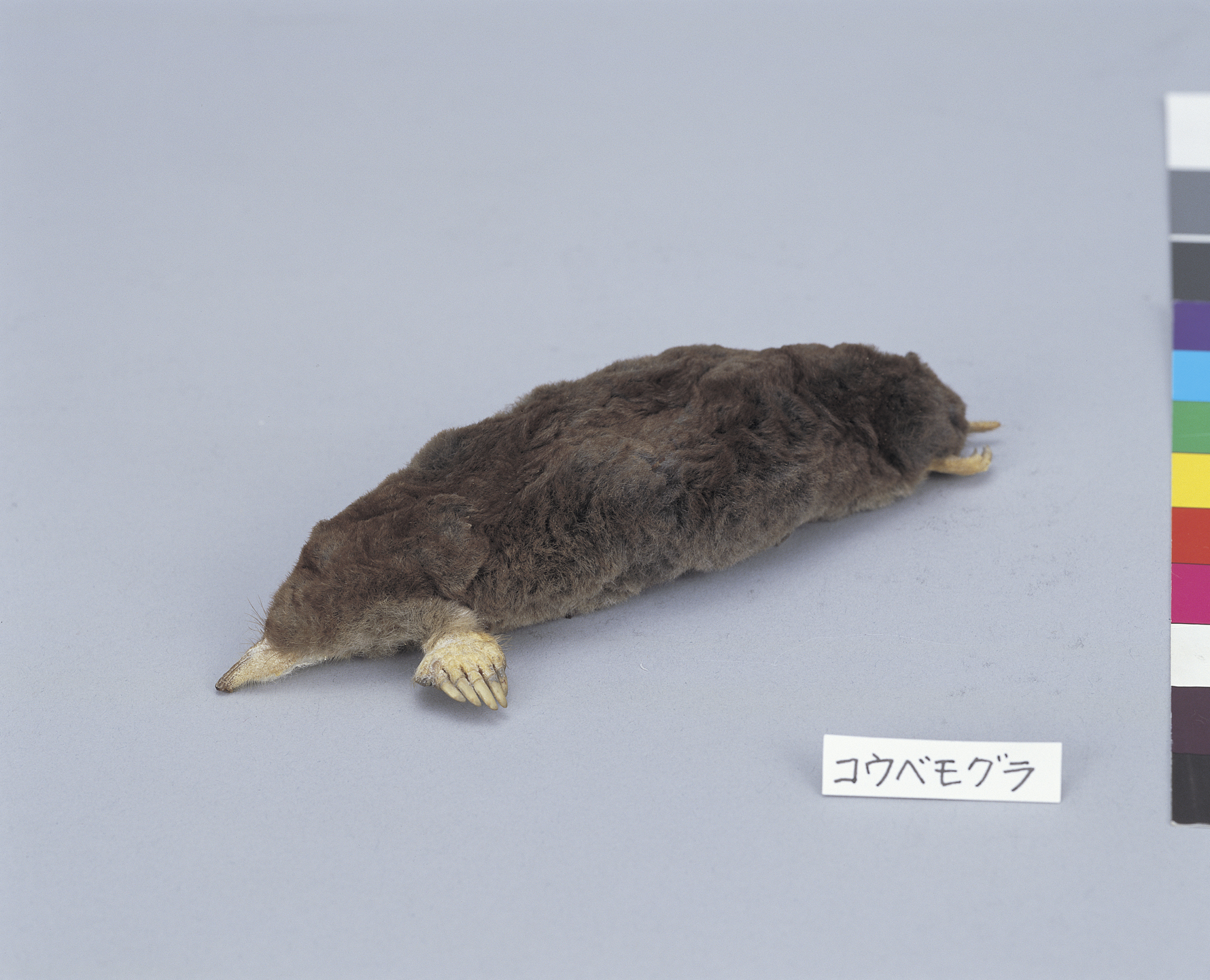画像：コウベモグラ