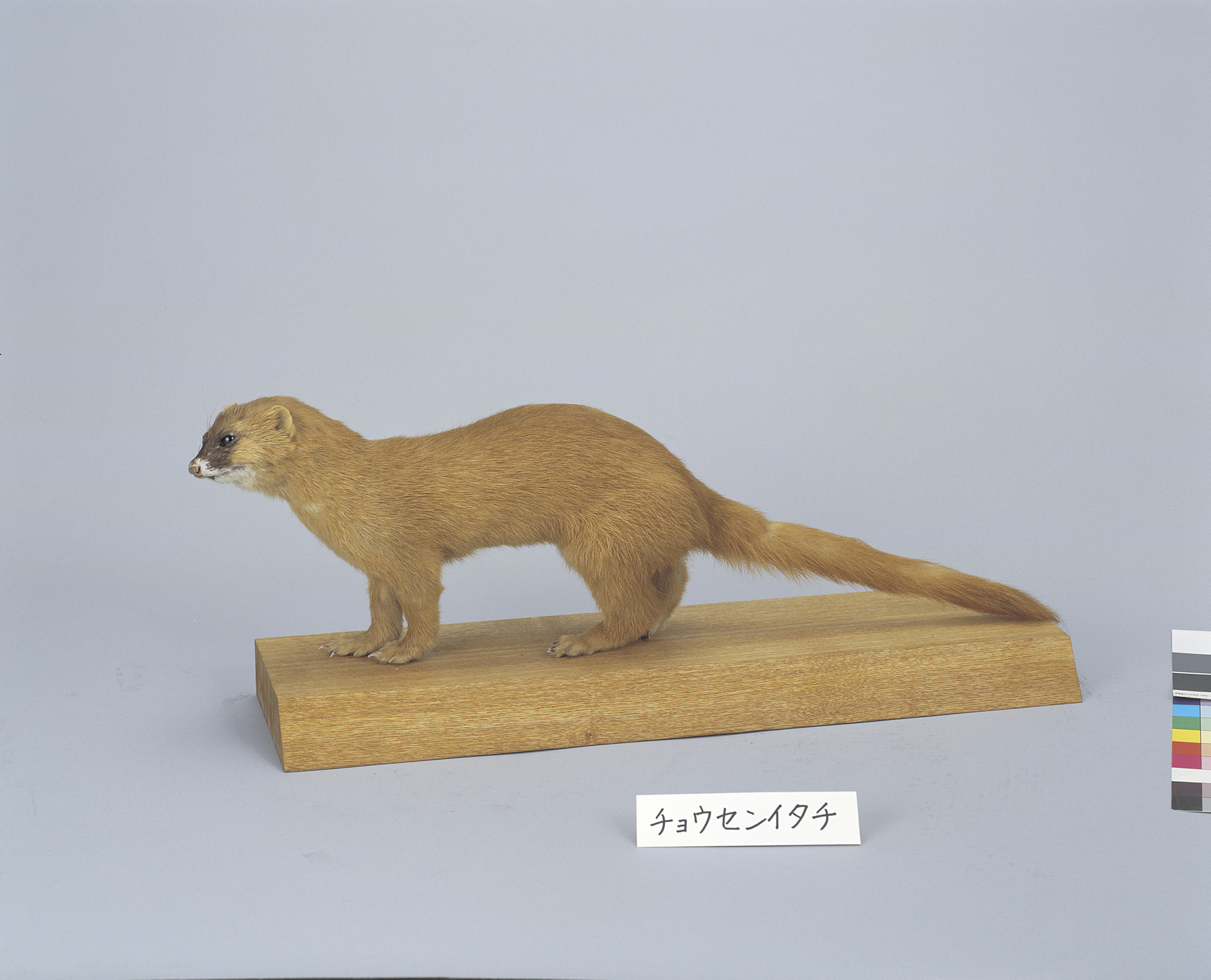 画像：シベリアイタチ