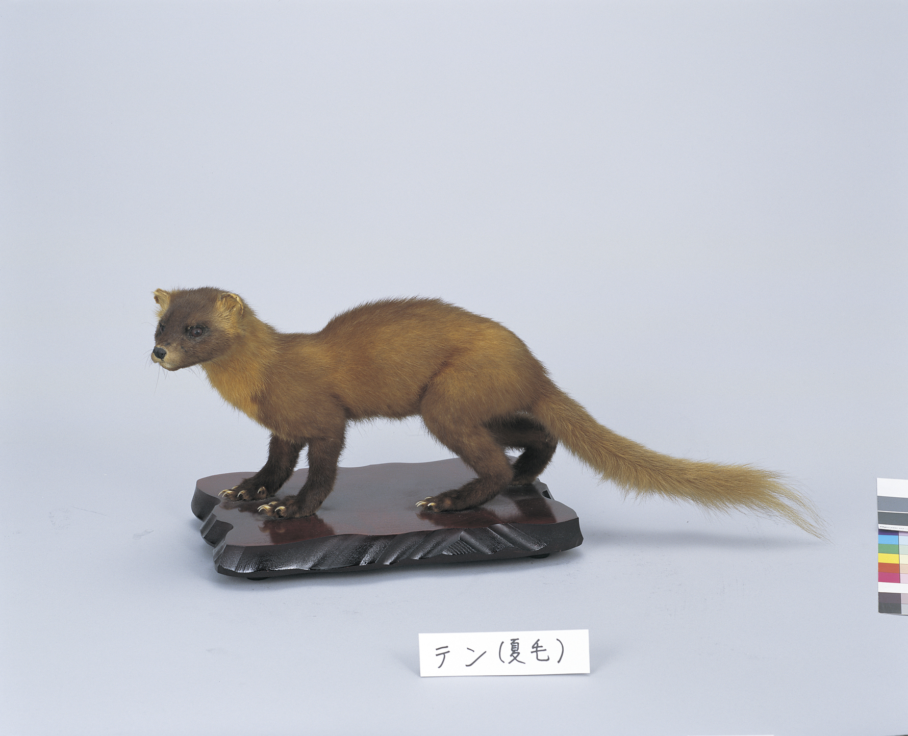 画像：ニホンテン