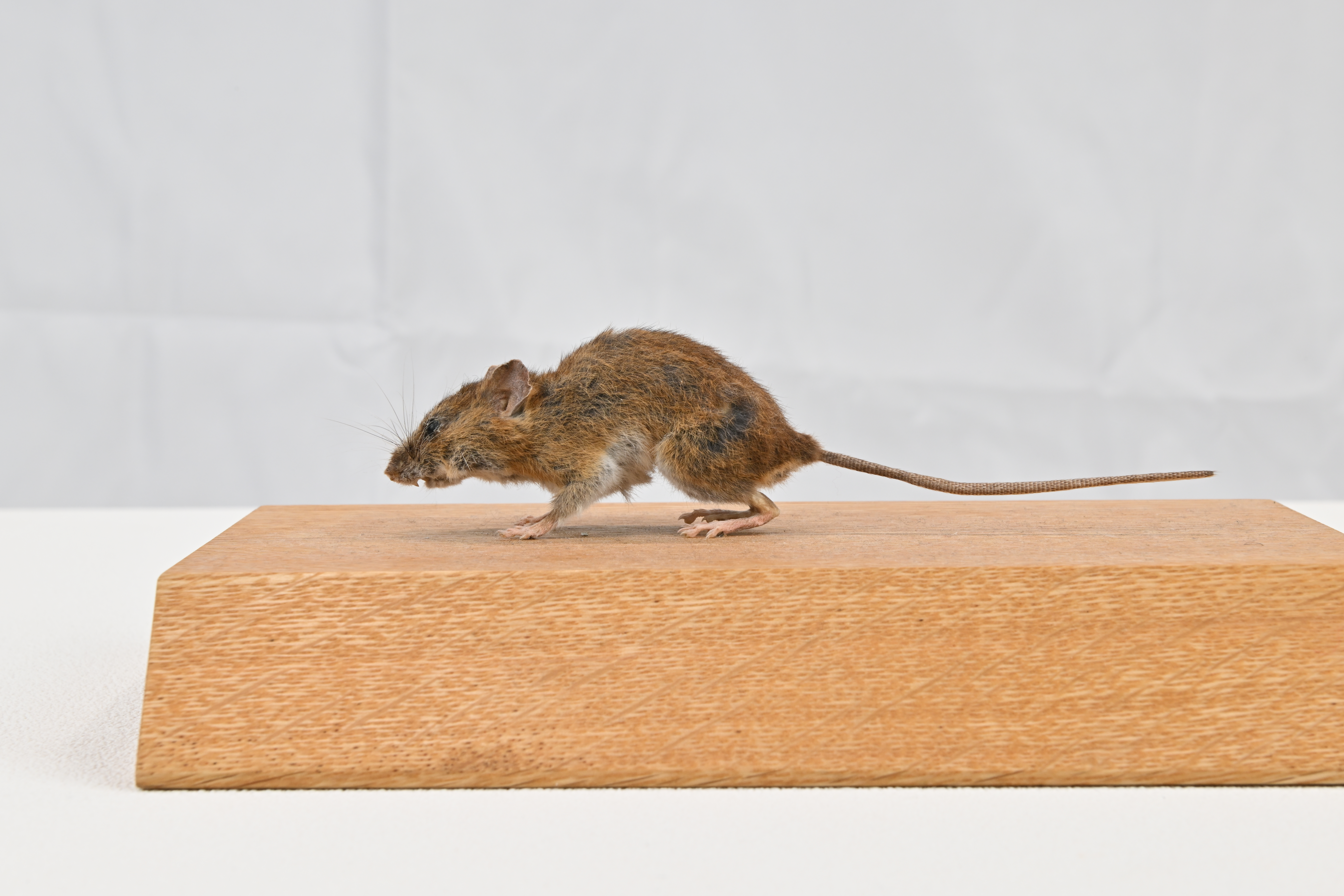 画像：ネズミ科 ヒメネズミ