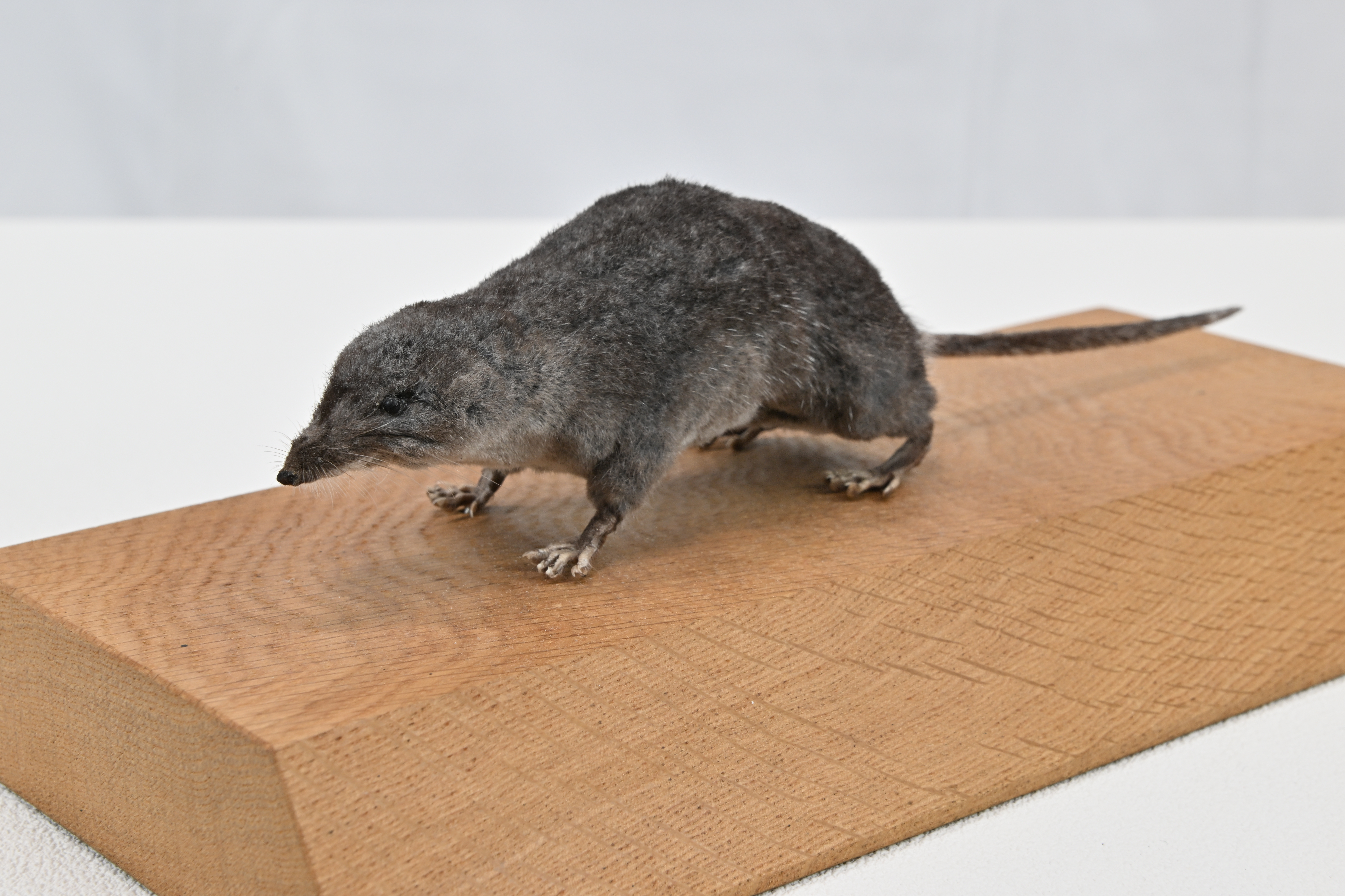 画像：カワネズミ