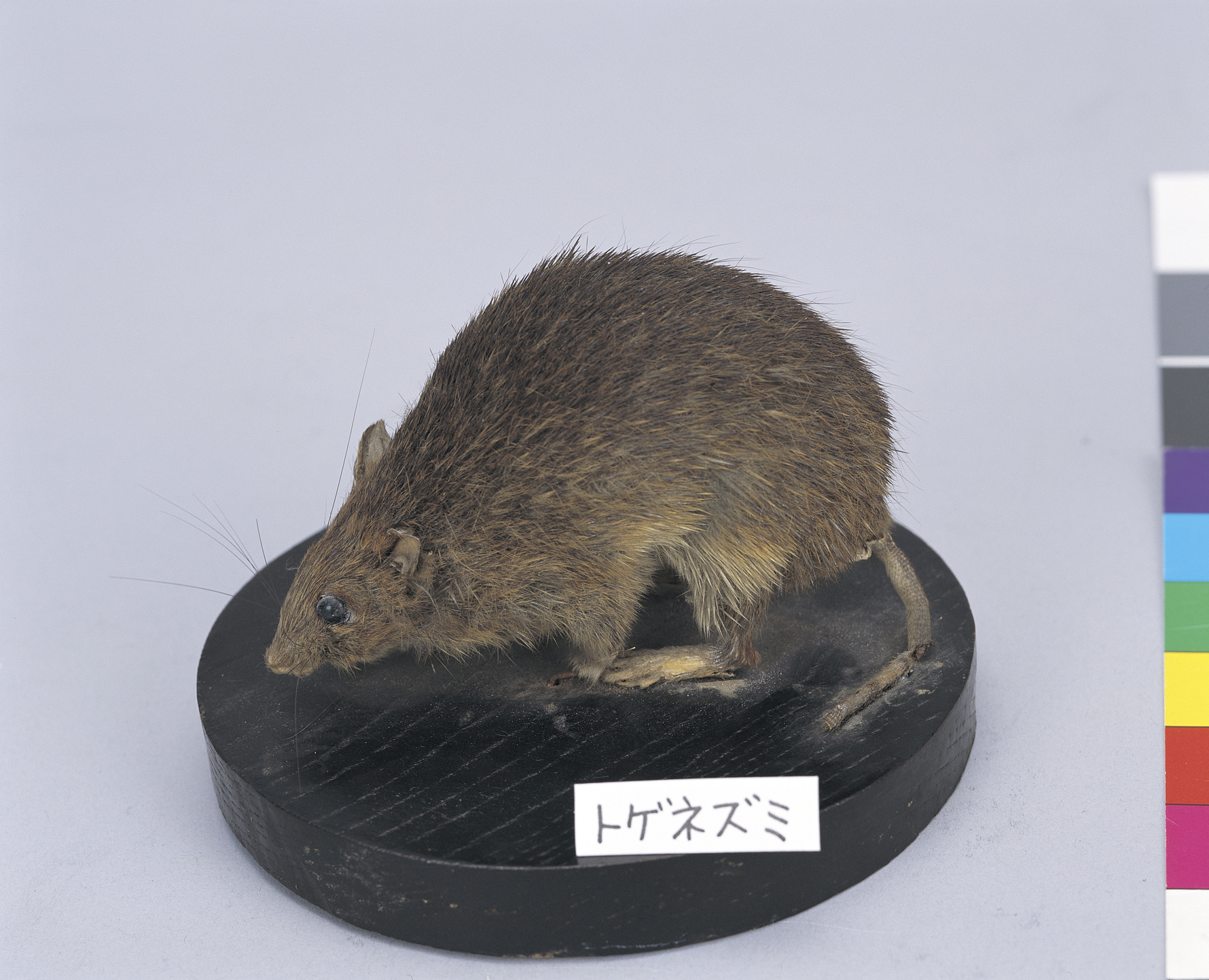 画像：トゲネズミ属の一種