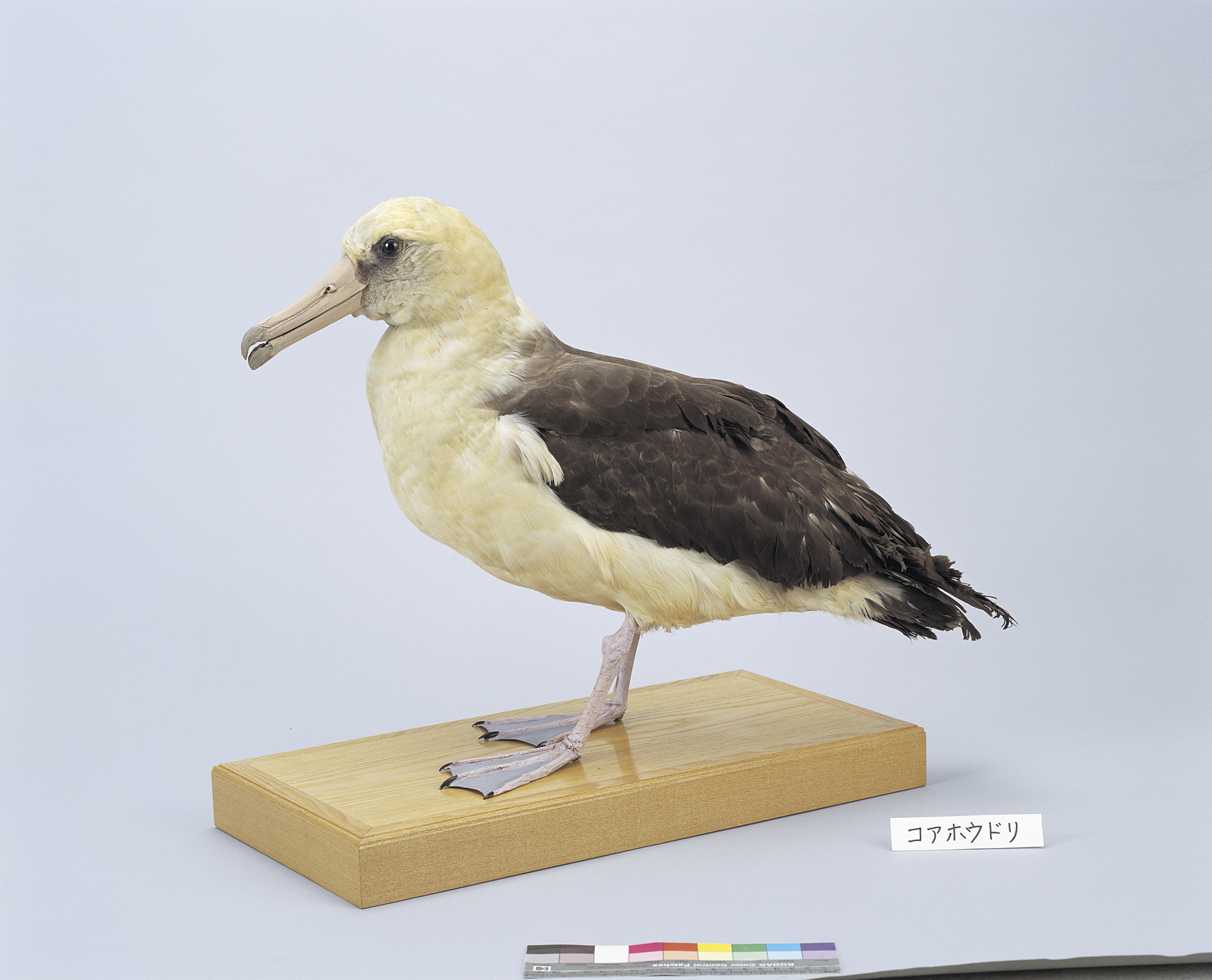 画像：コアホウドリ