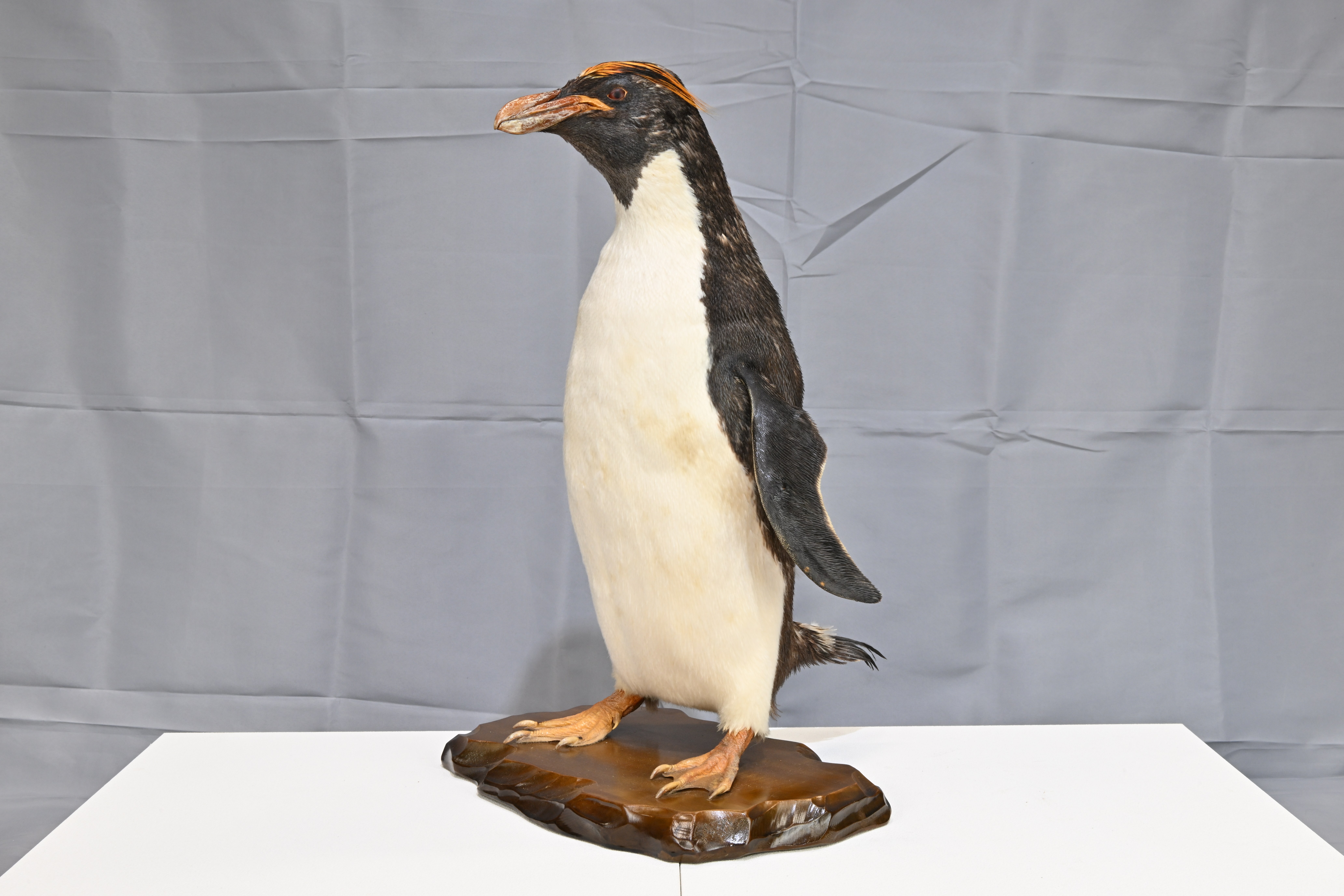 画像：イワトビペンギン