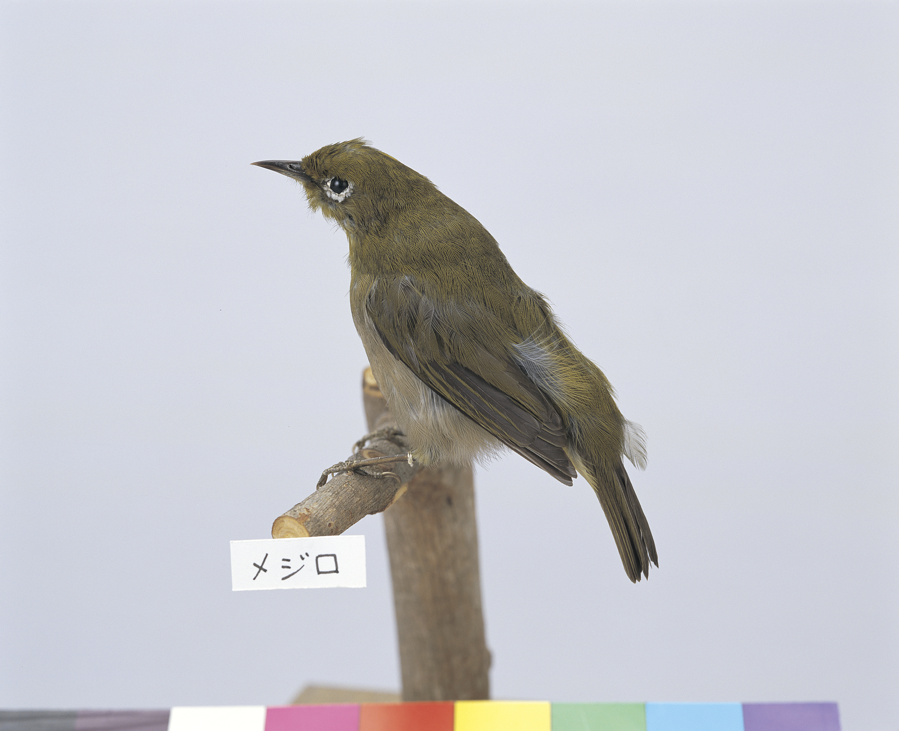 画像：メジロ
