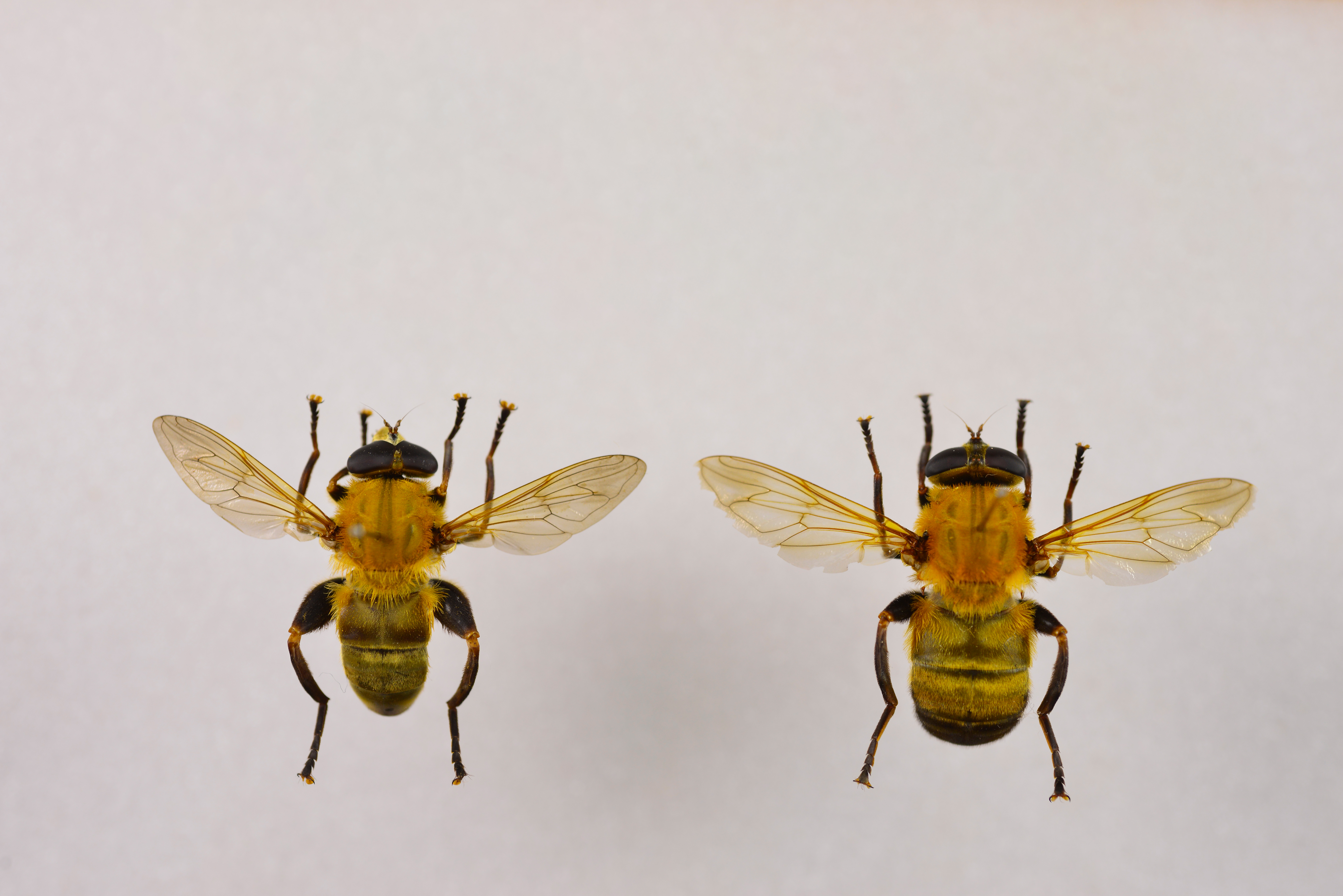 画像：オオモモブトハナアブ