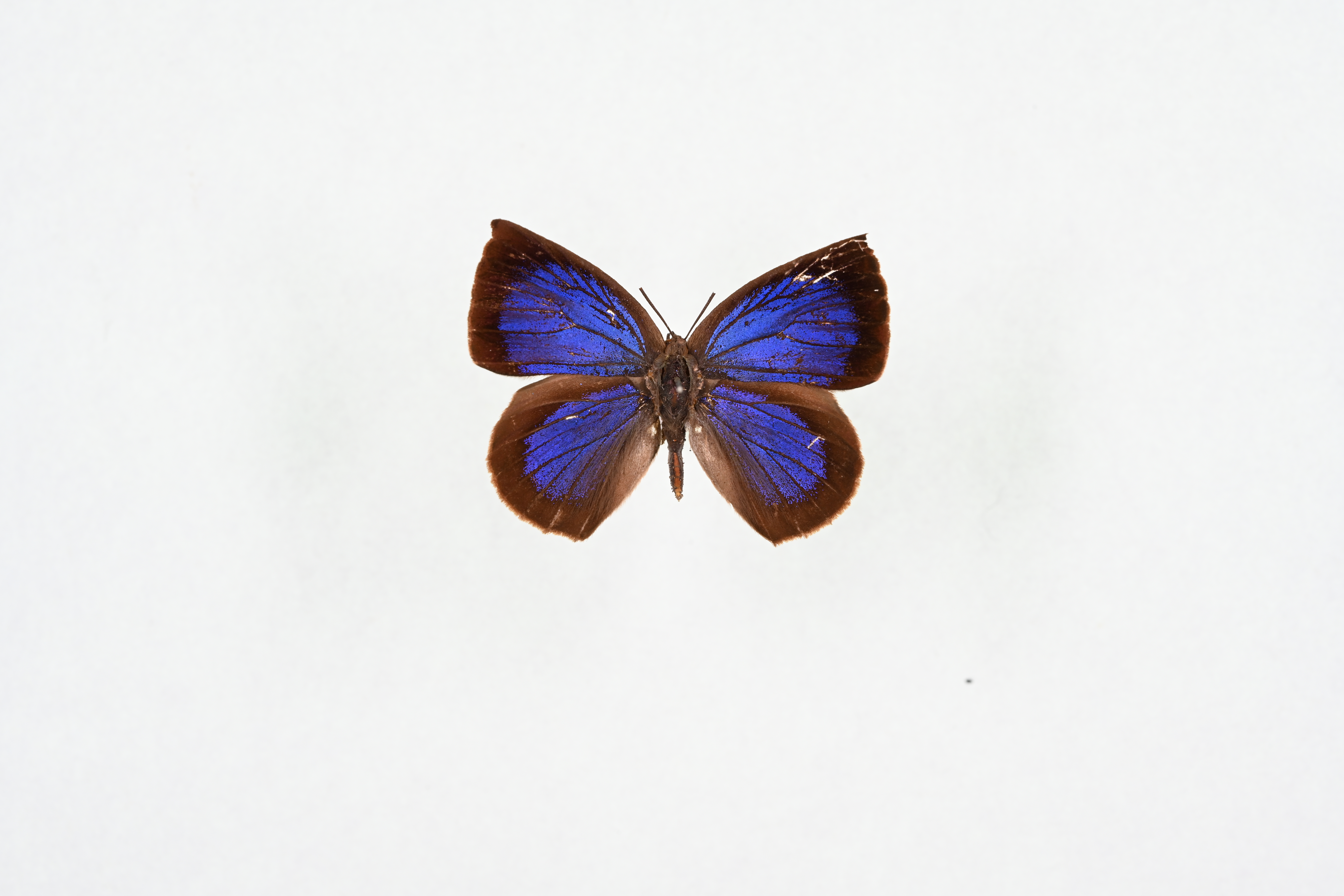 画像：ムラサキシジミ