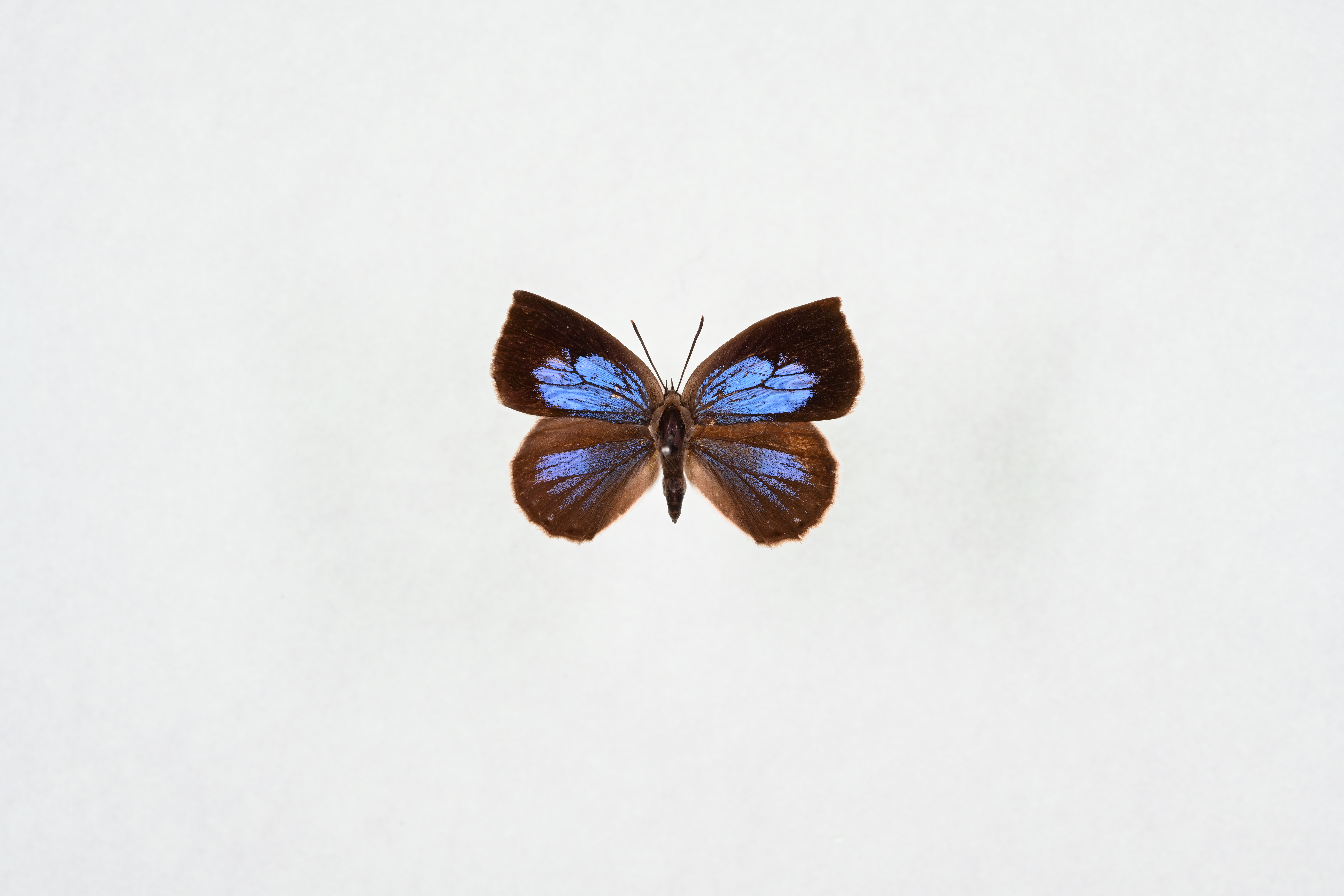 画像：ルーミスシジミ