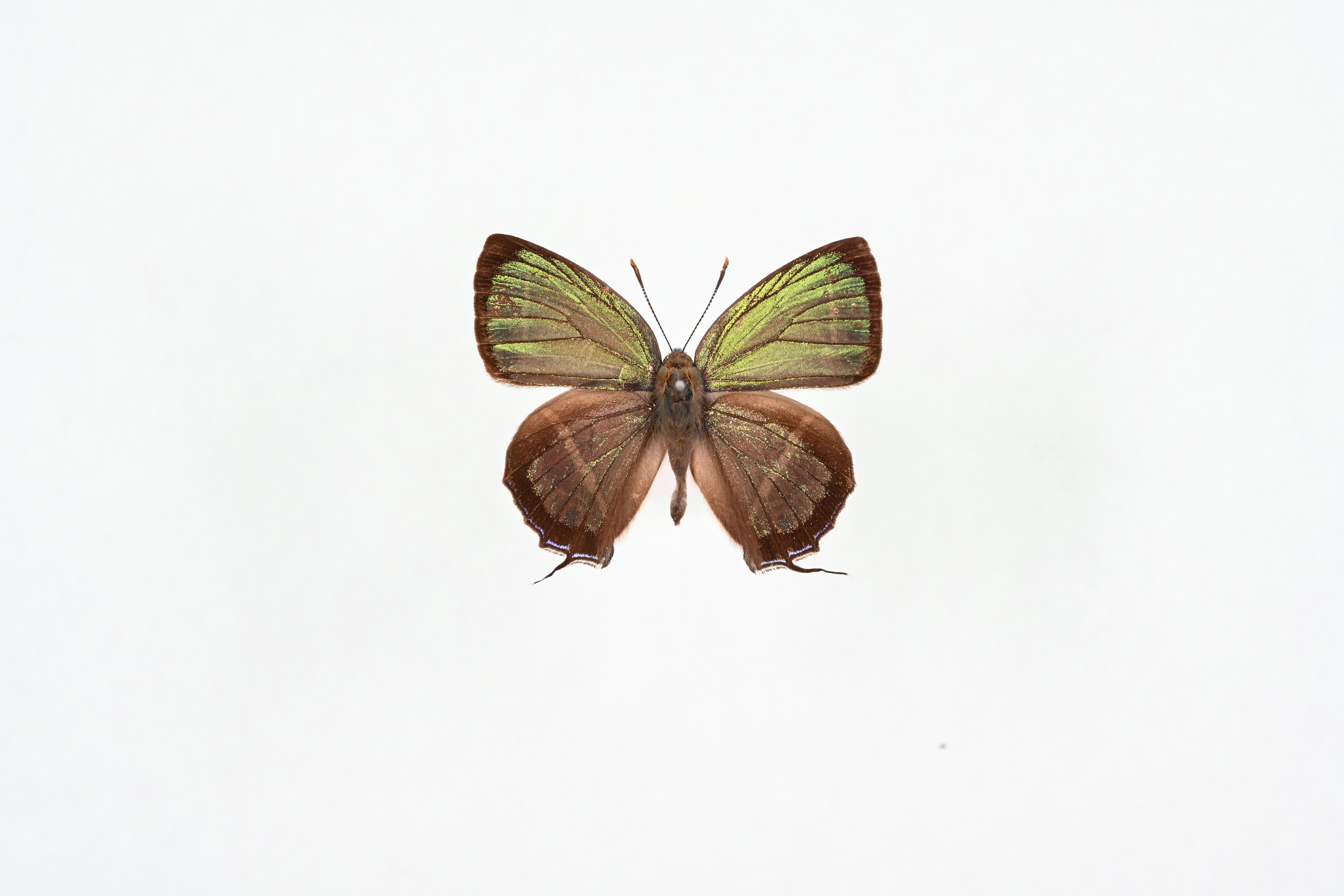 画像：ヒサマツミドリシジミ