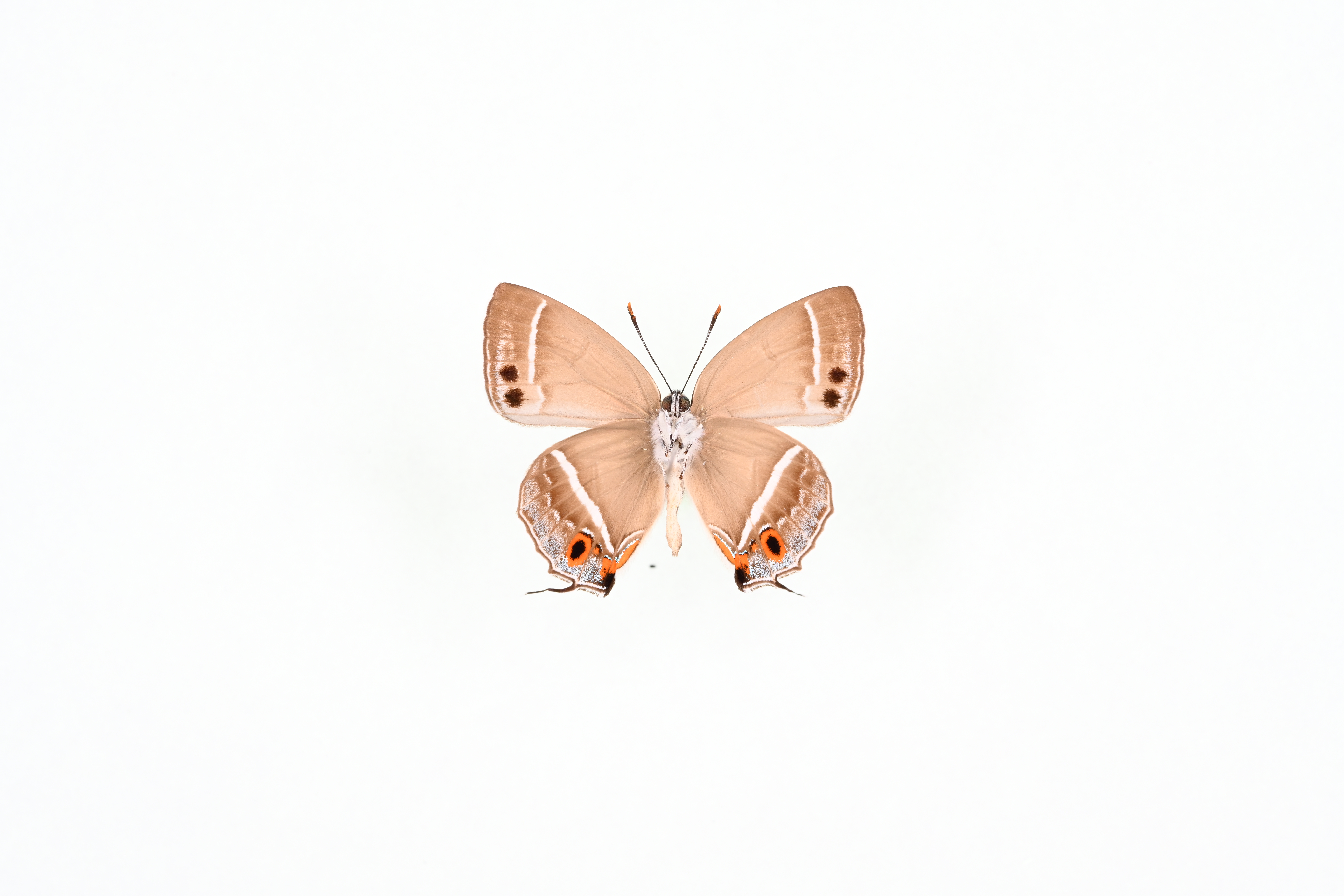 画像：オオミドリシジミ