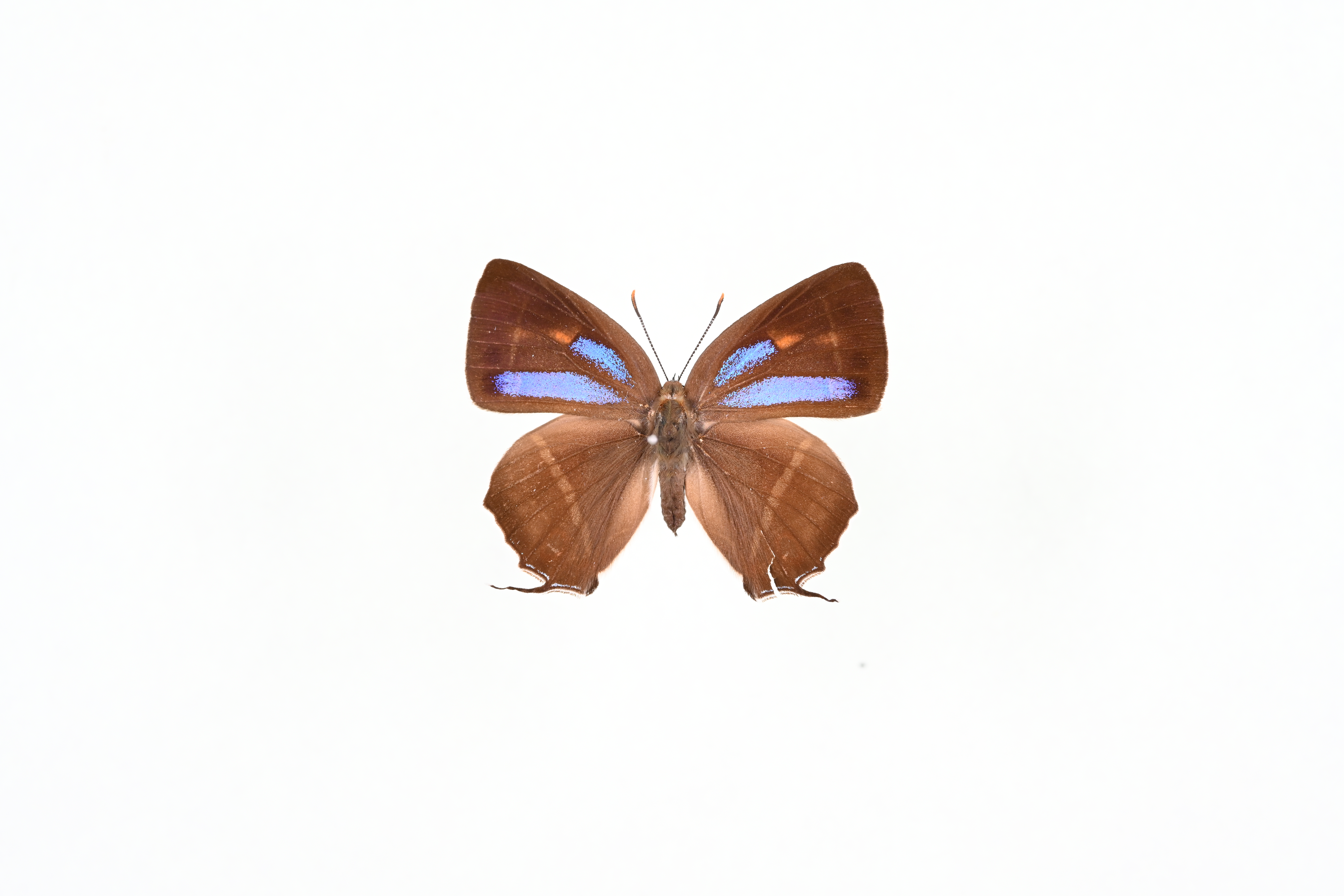 画像：オオミドリシジミ