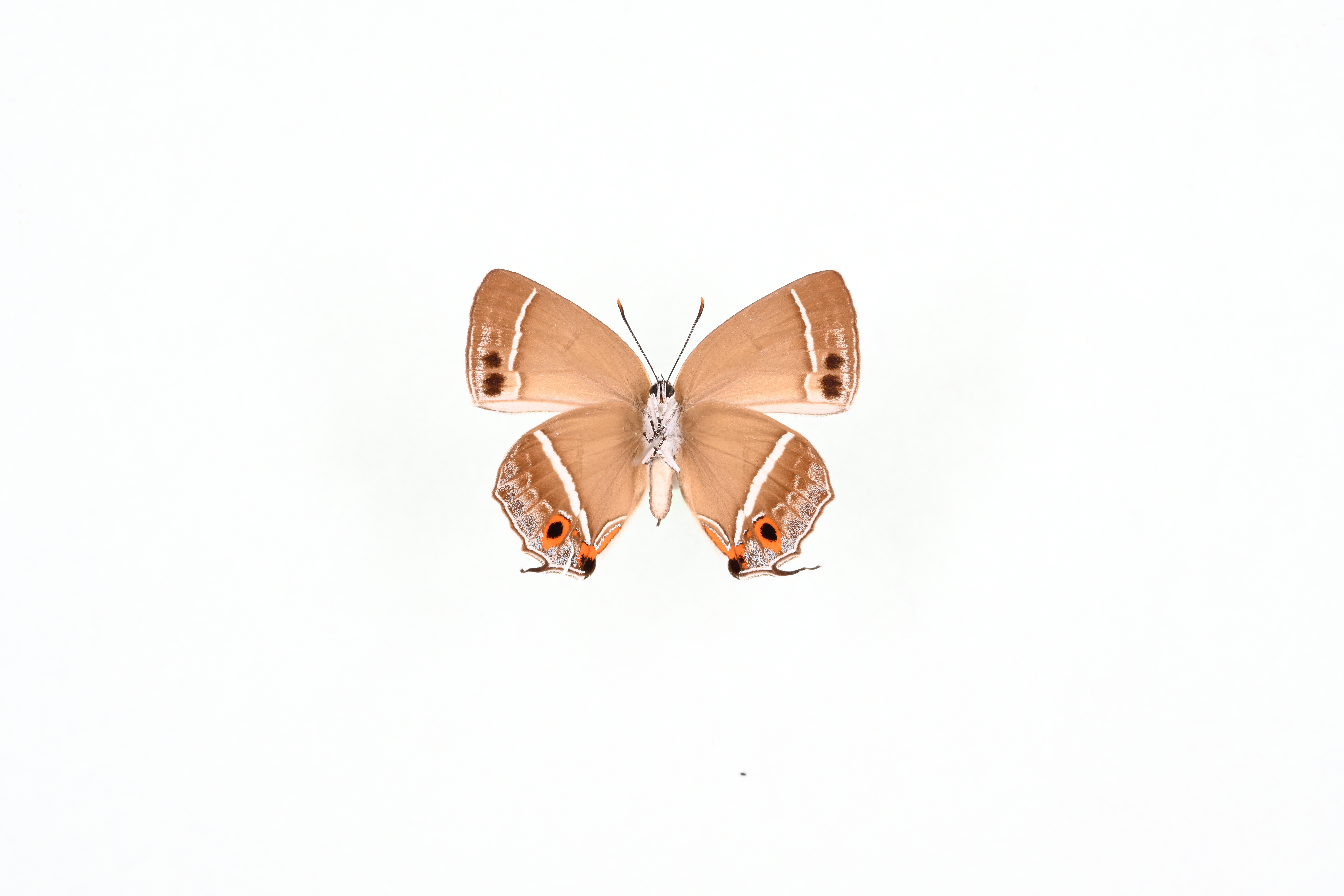 画像：ヒサマツミドリシジミ