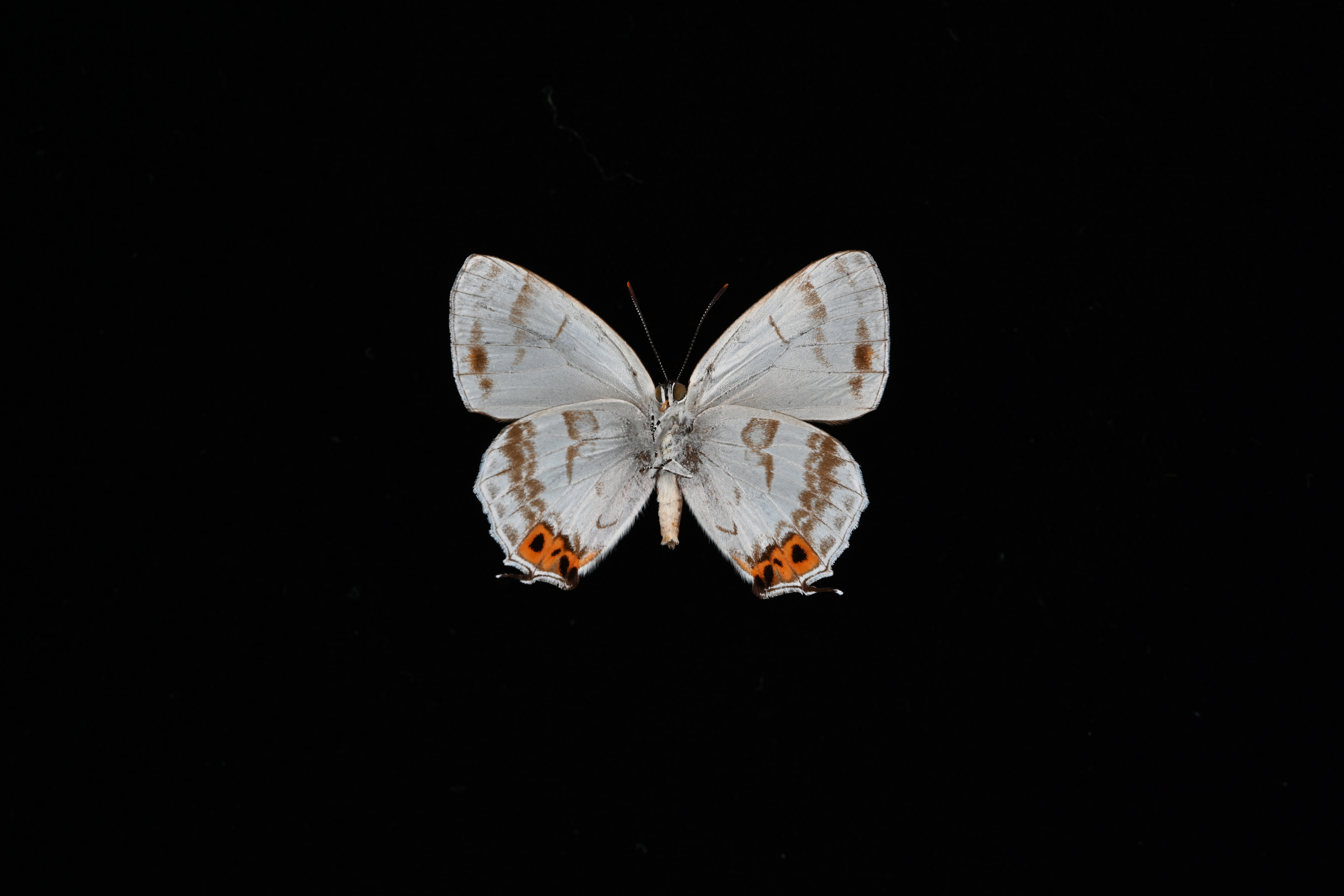 画像：キリシマミドリシジミ