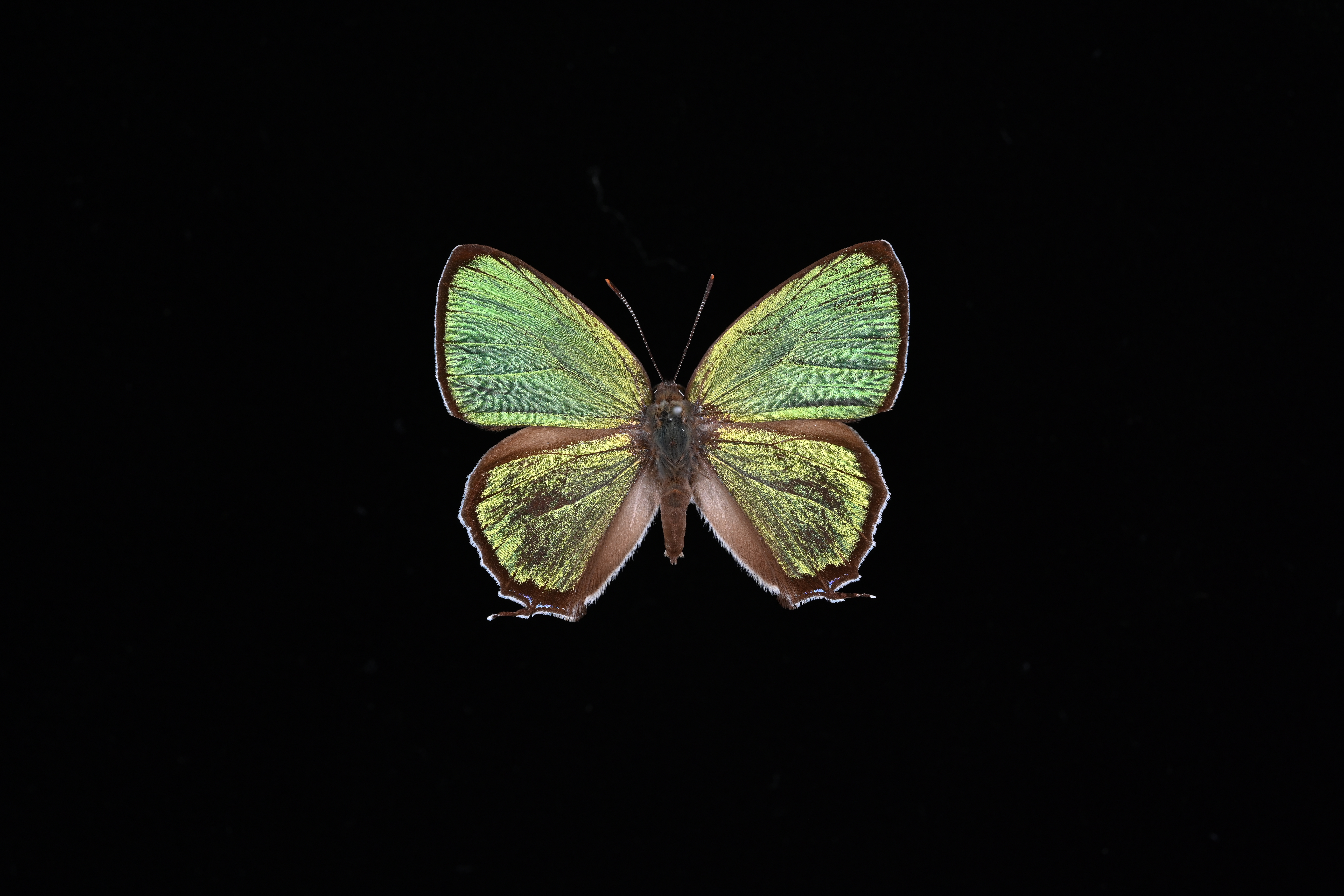 画像：キリシマミドリシジミ