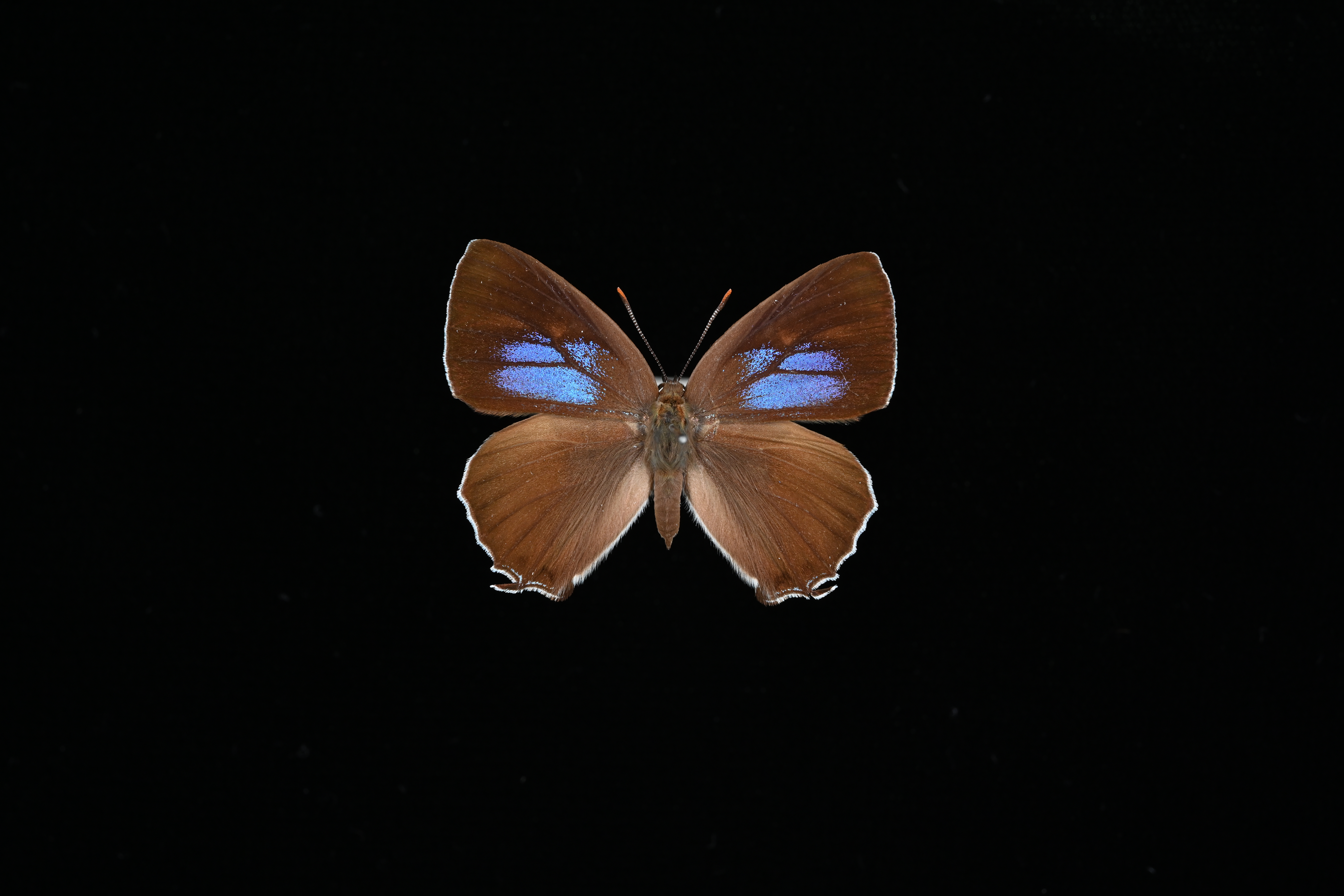 画像：キリシマミドリシジミ