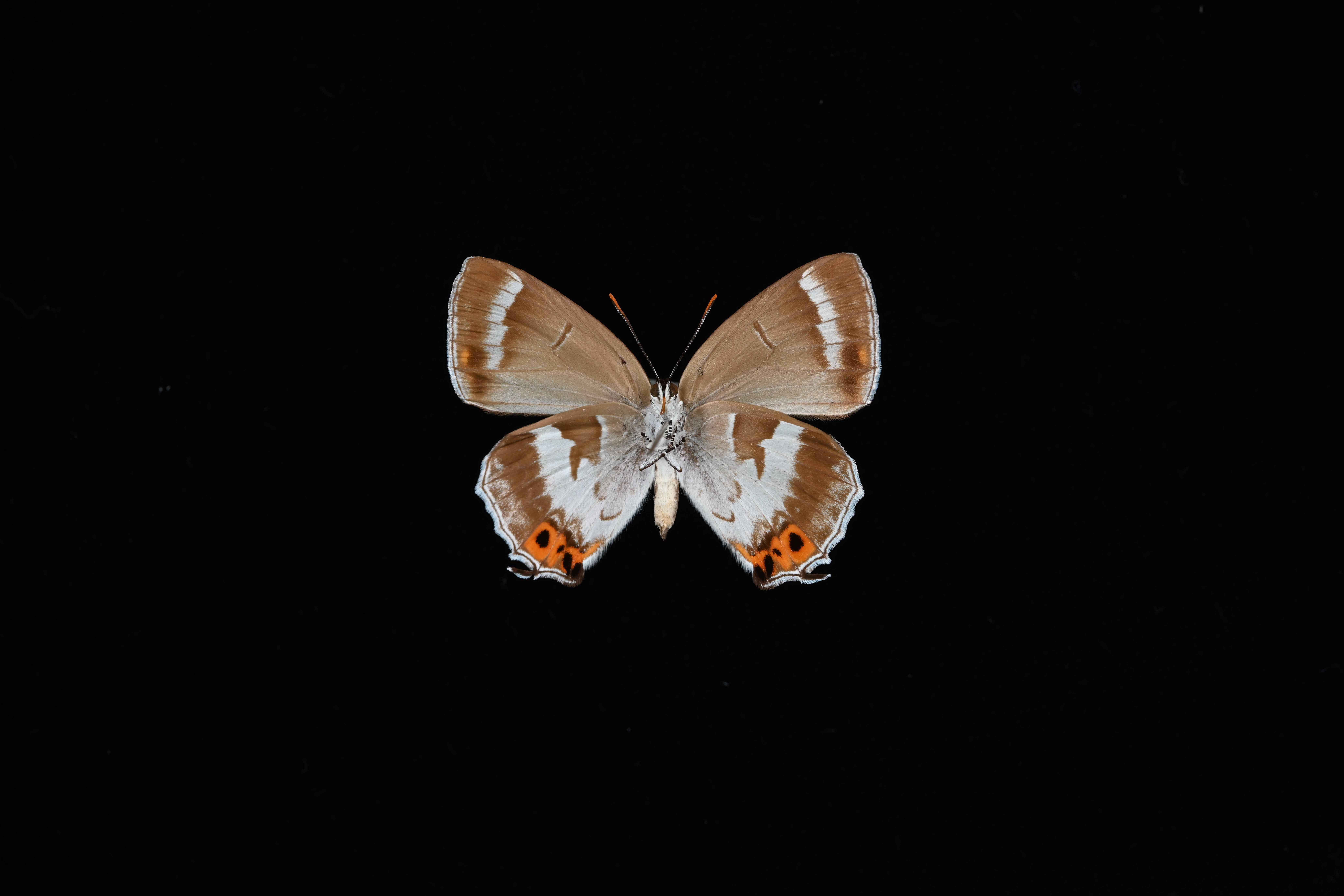 画像：キリシマミドリシジミ