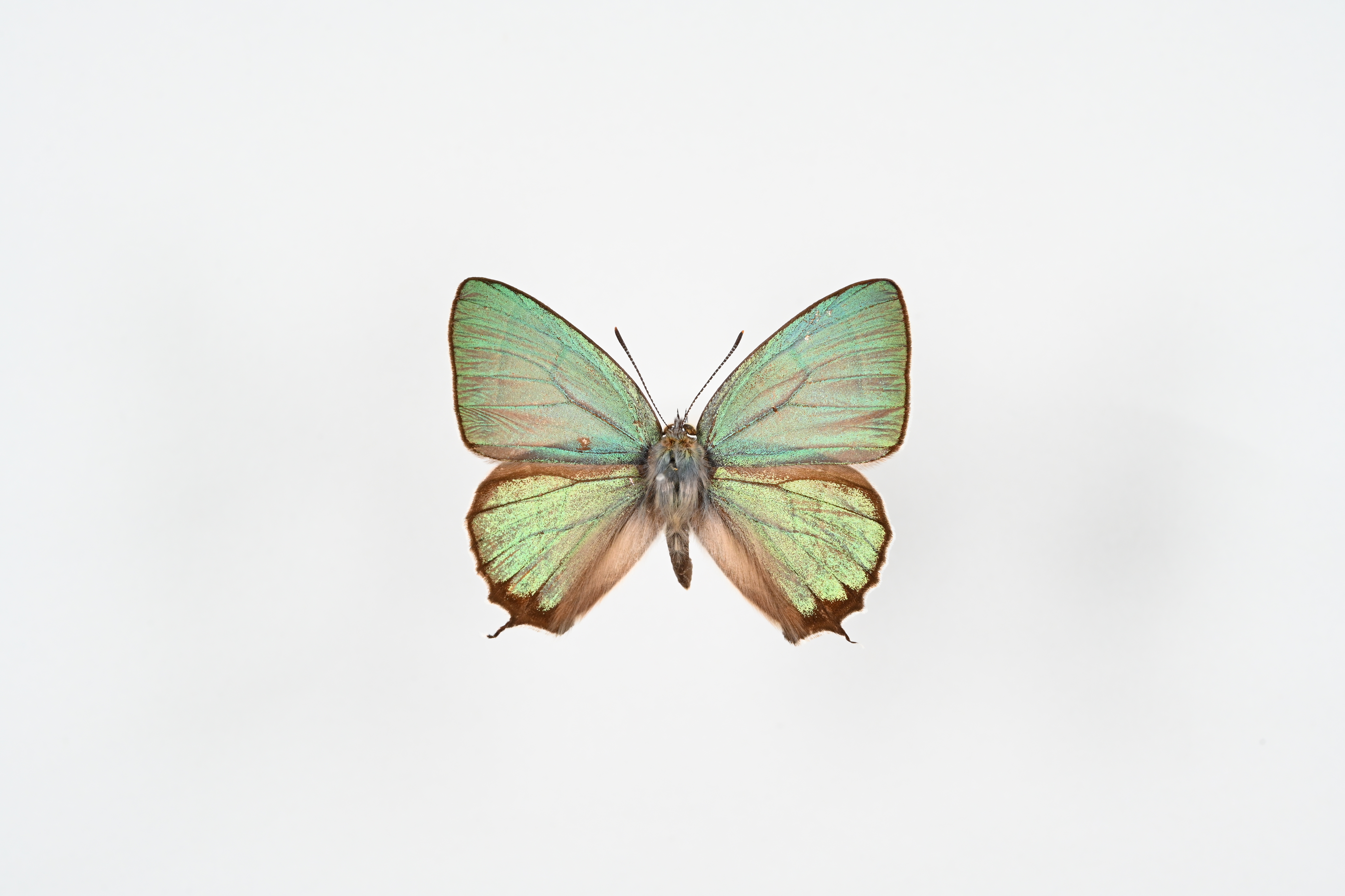 画像：オオミドリシジミ