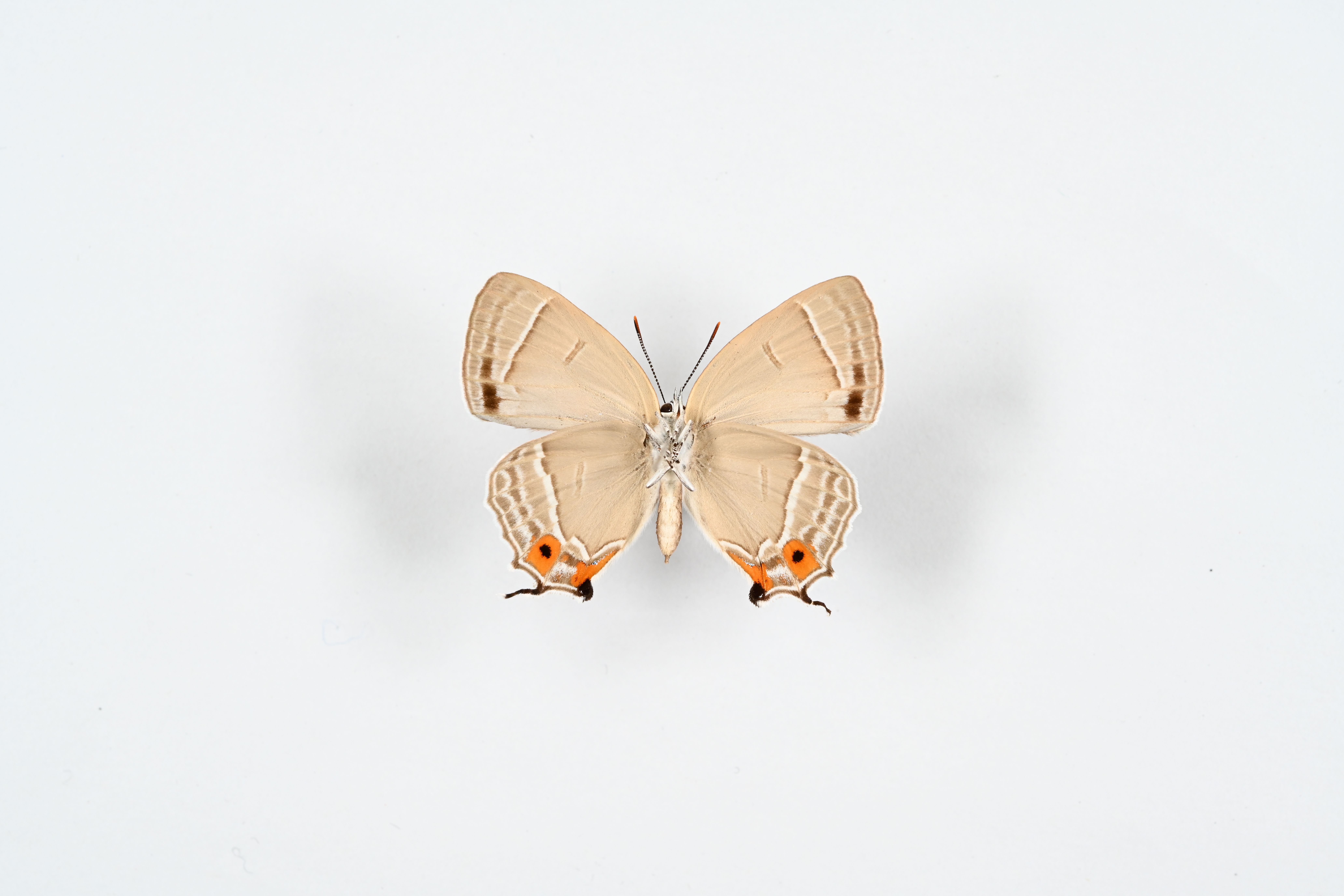 画像：オオミドリシジミ