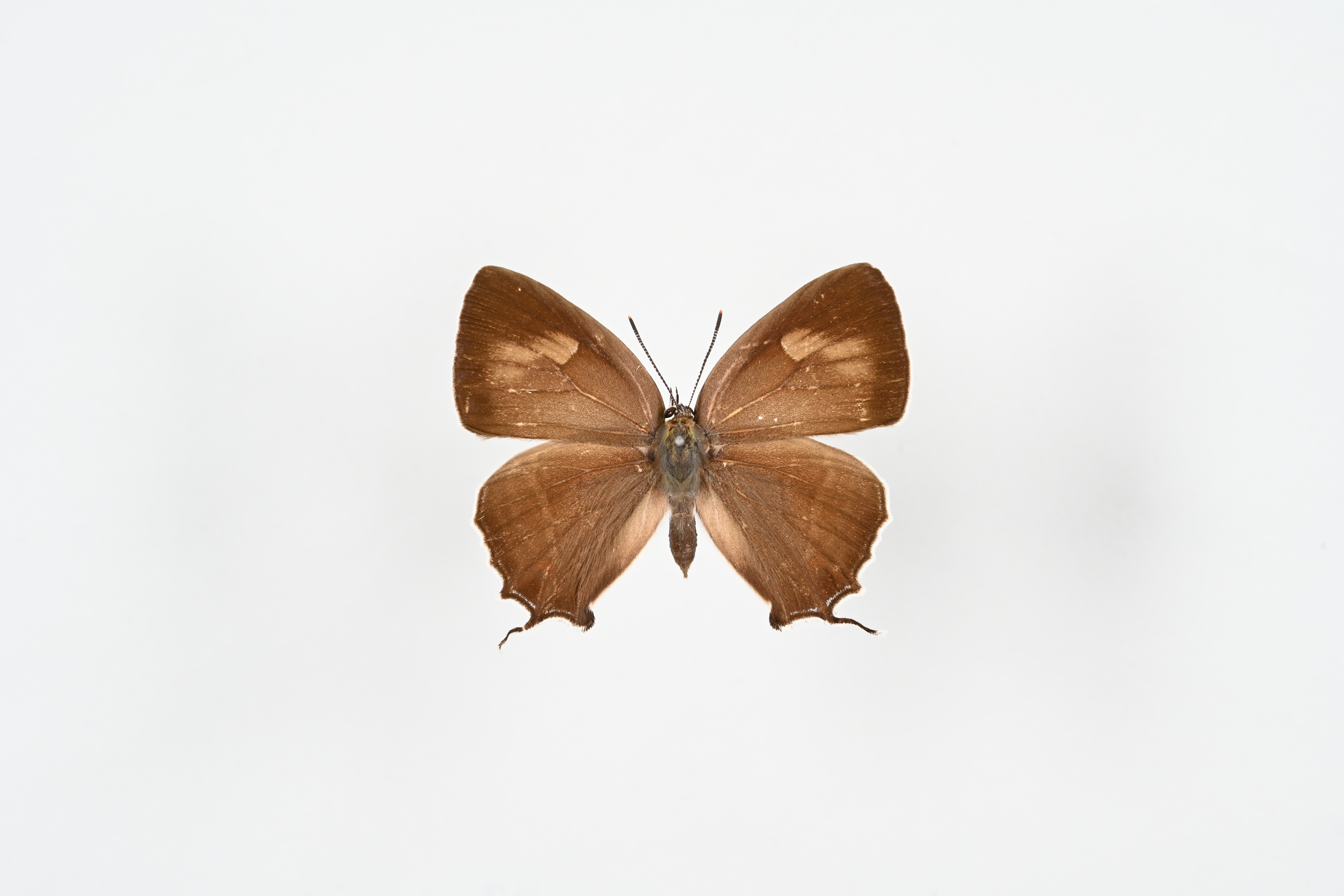 画像：オオミドリシジミ