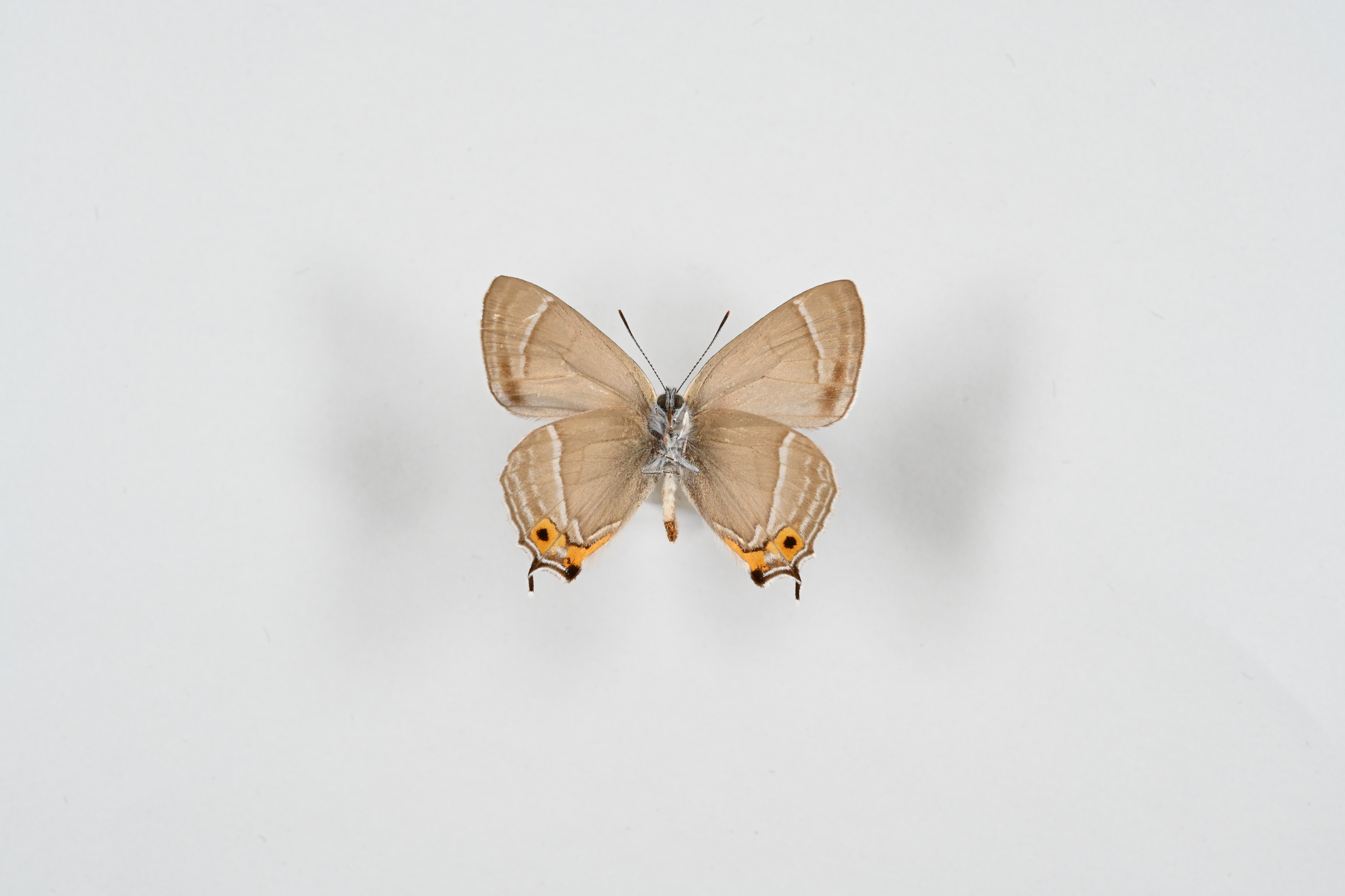 画像：ジョウザンミドリシジミ