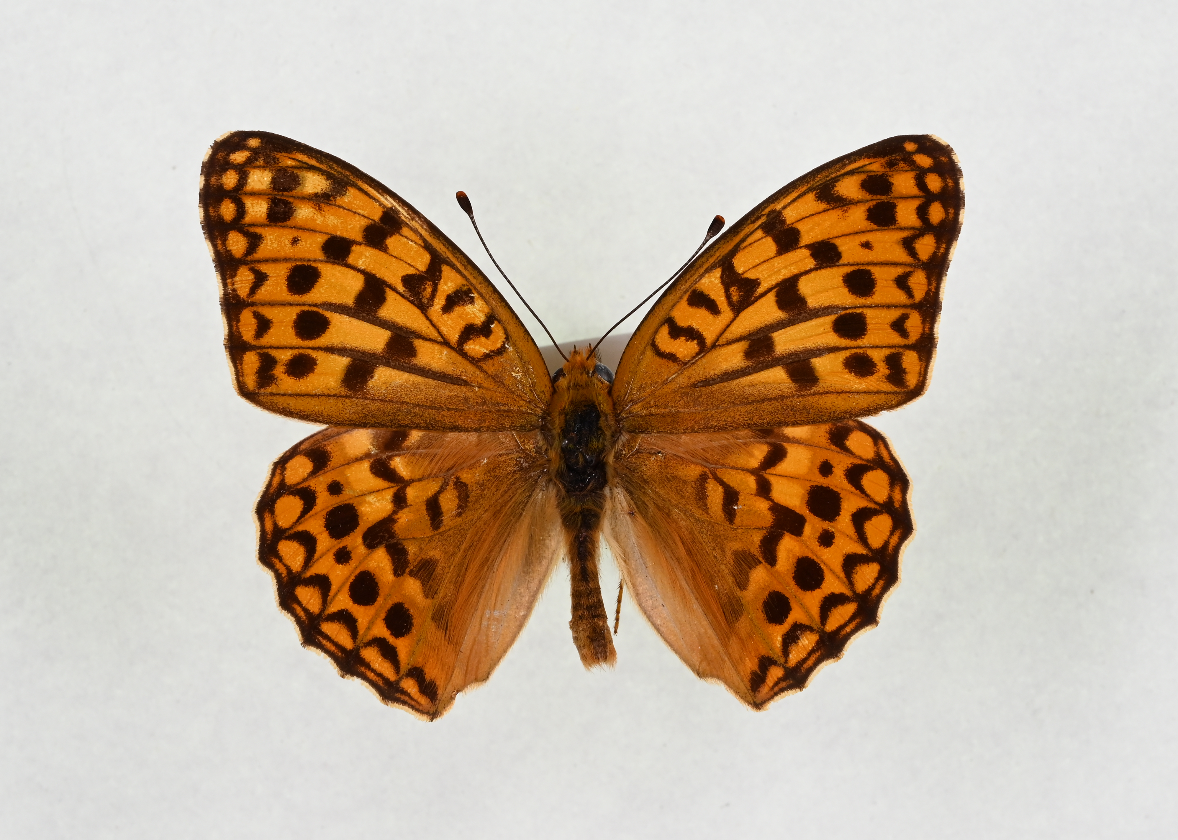 画像：ウラギンヒョウモン