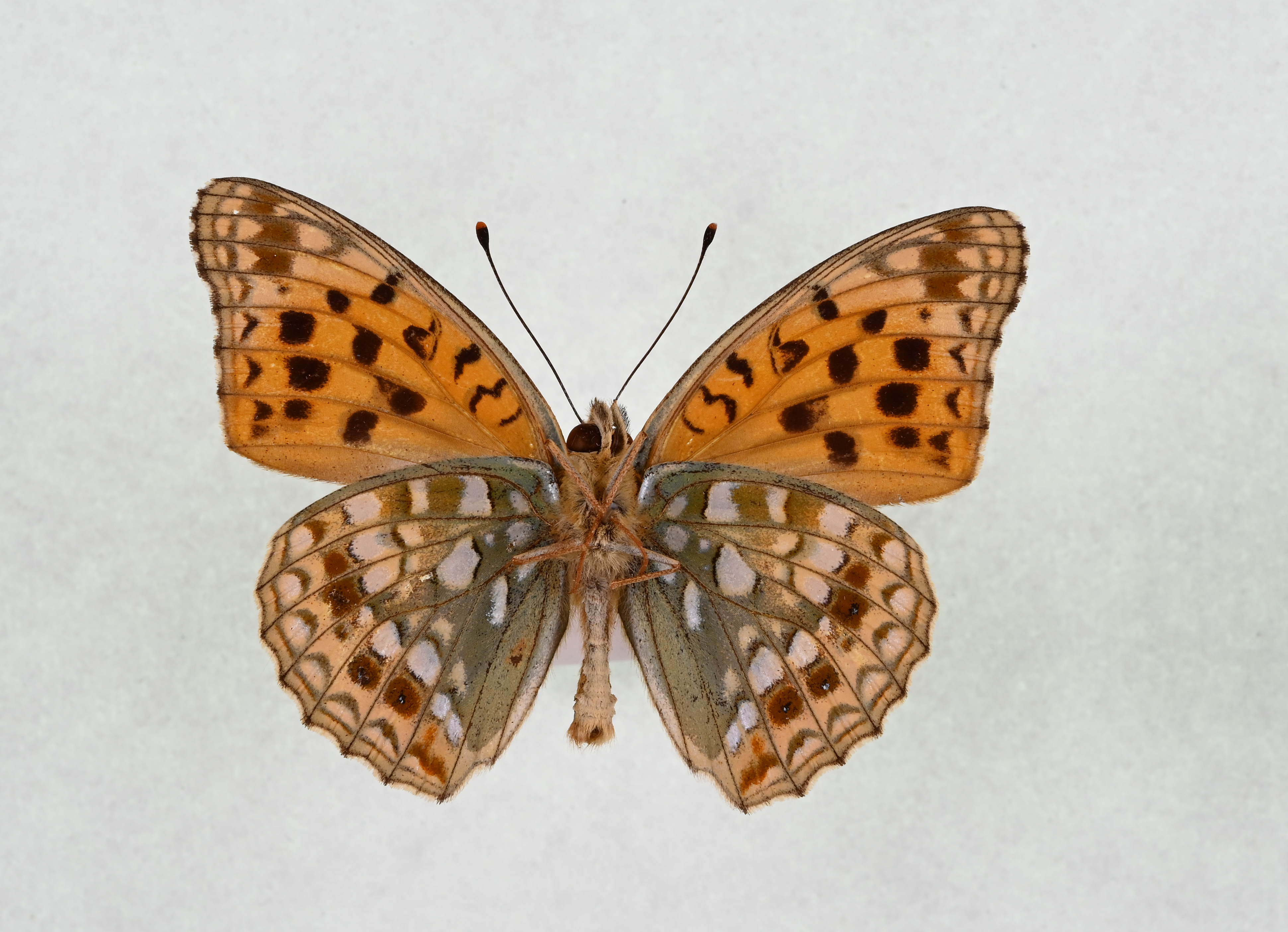 画像：ウラギンヒョウモン