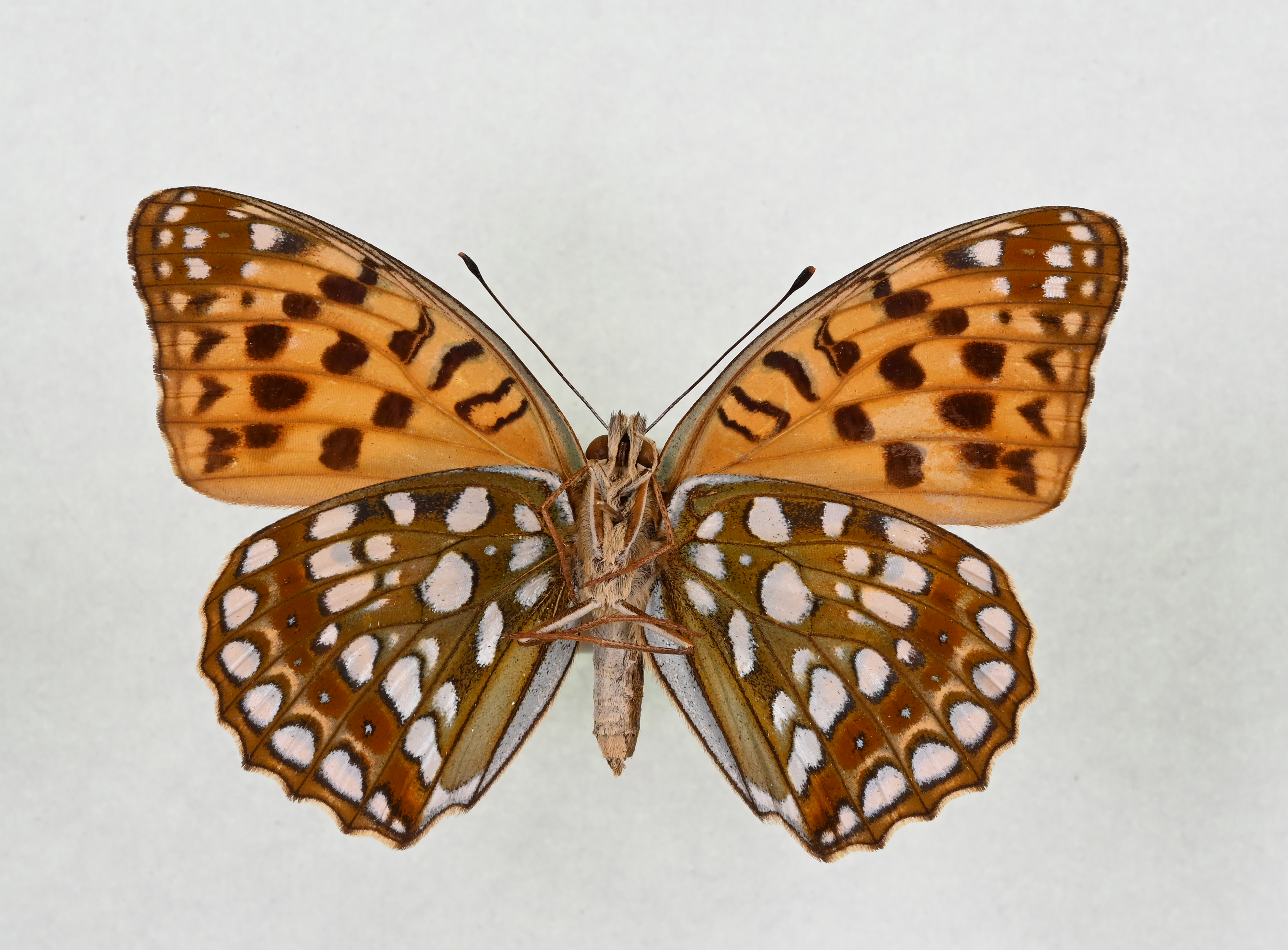 画像：ウラギンヒョウモン