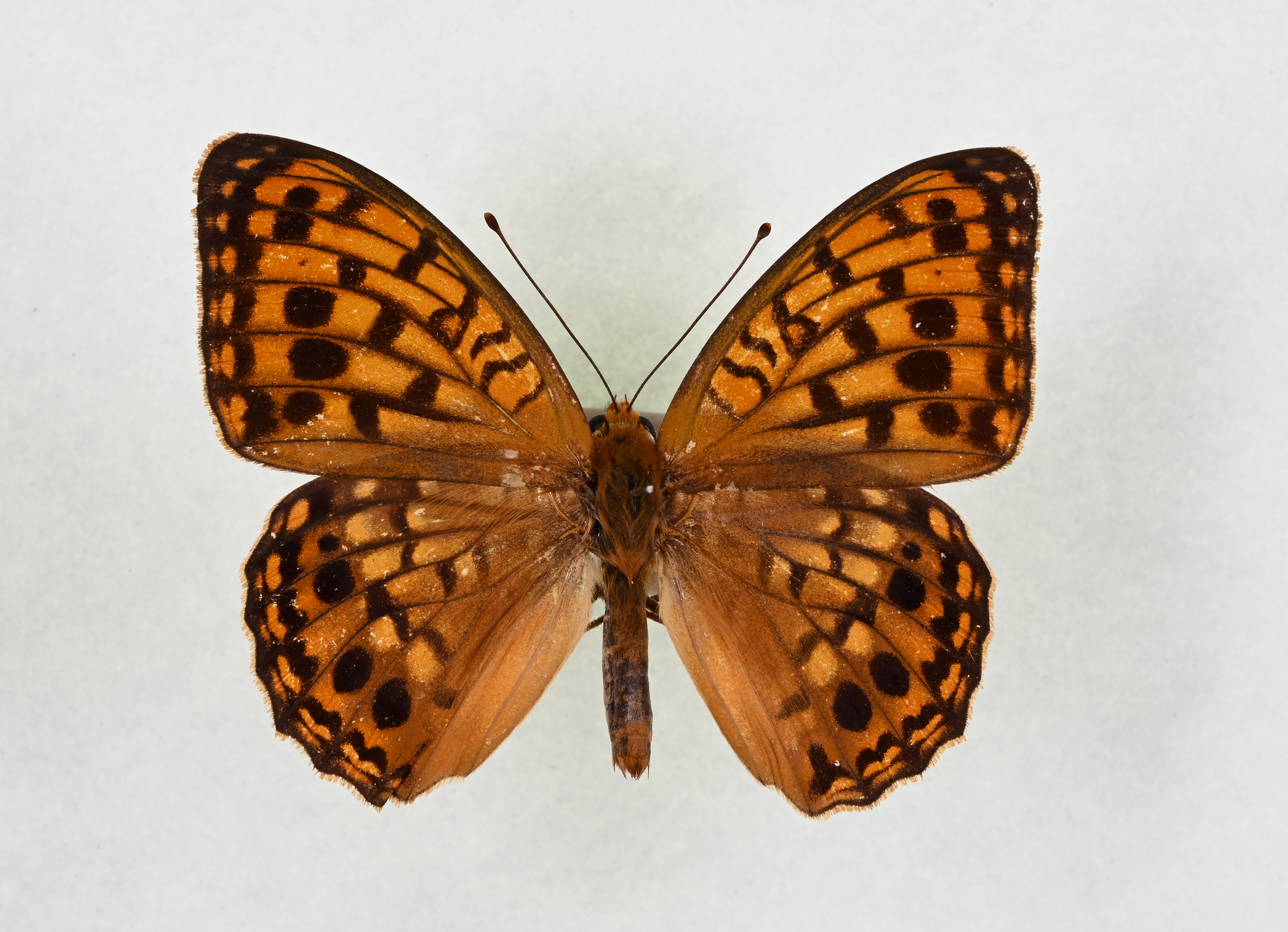 画像：オオウラギンヒョウモン