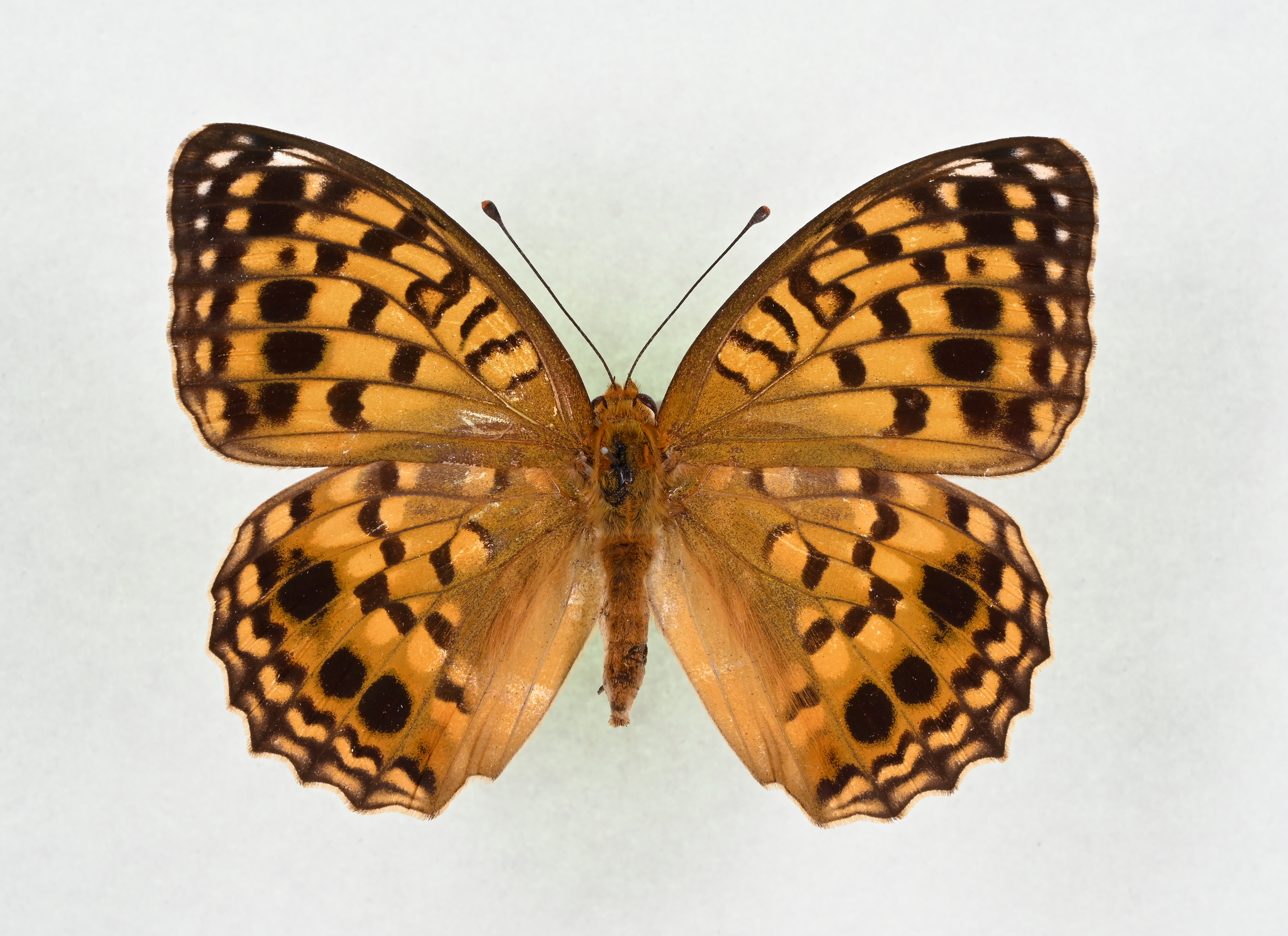 画像：オオウラギンヒョウモン