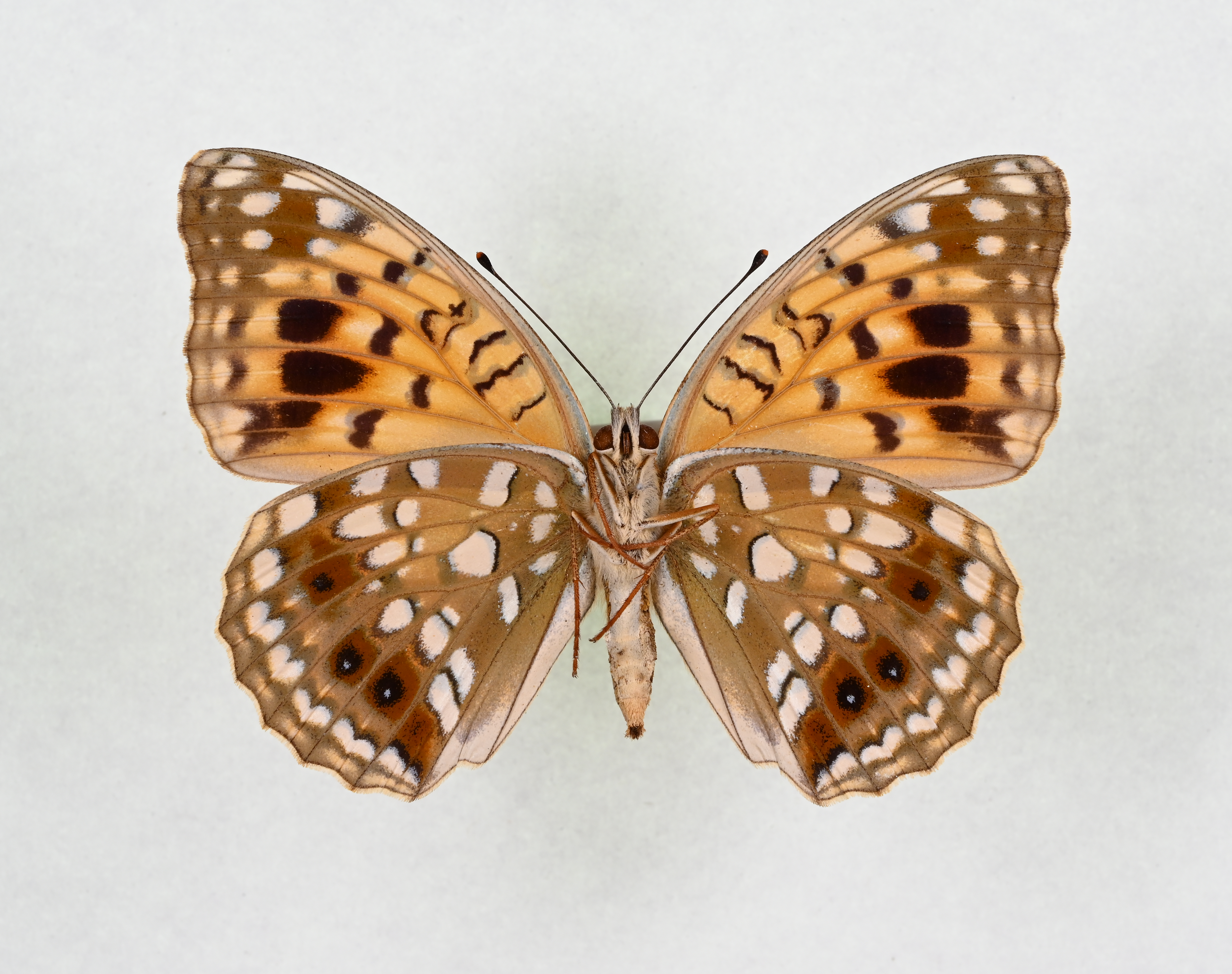 画像：オオウラギンヒョウモン