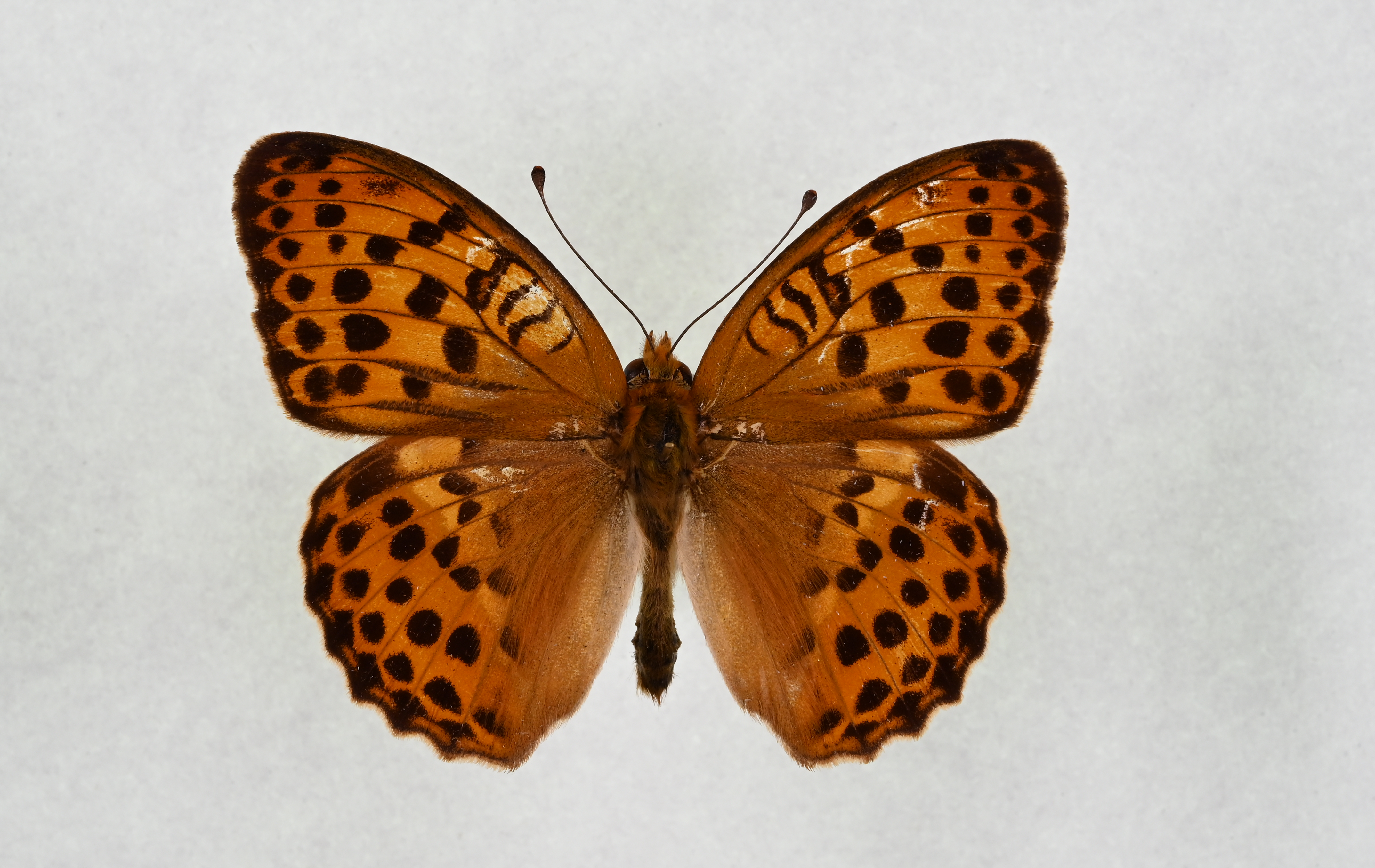 画像：ウラギンスジヒョウモン