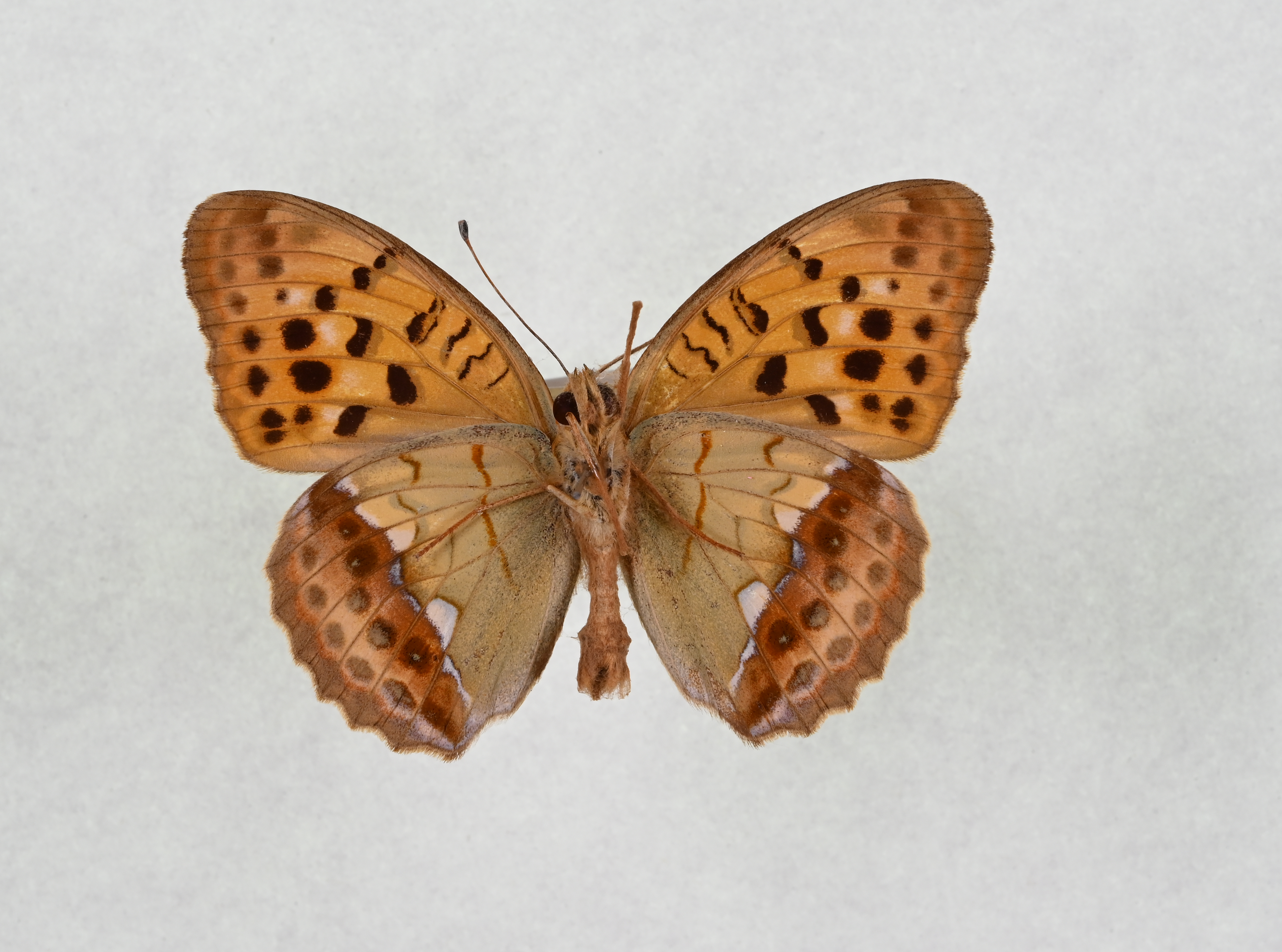 画像：ウラギンスジヒョウモン