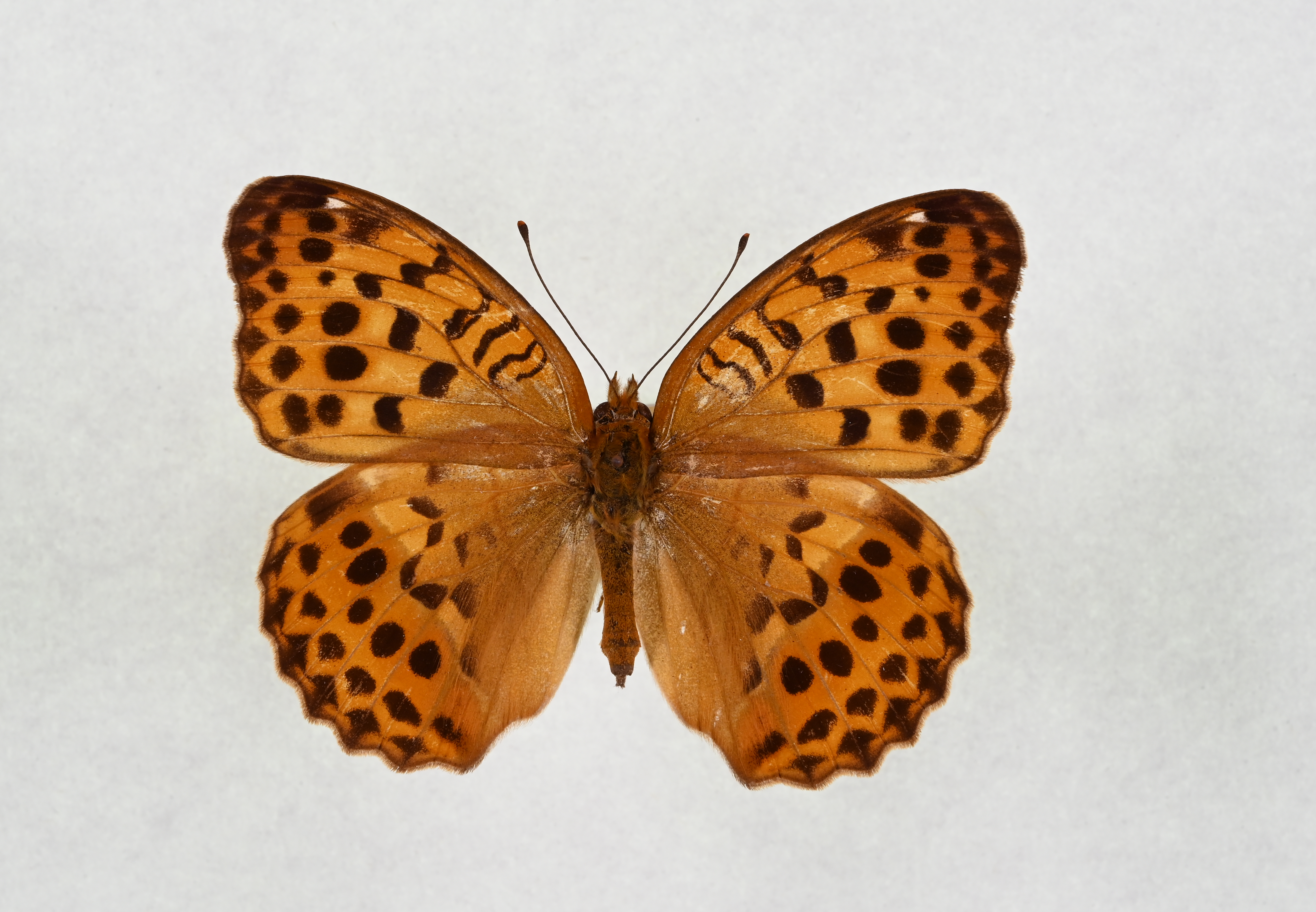 画像：ウラギンスジヒョウモン