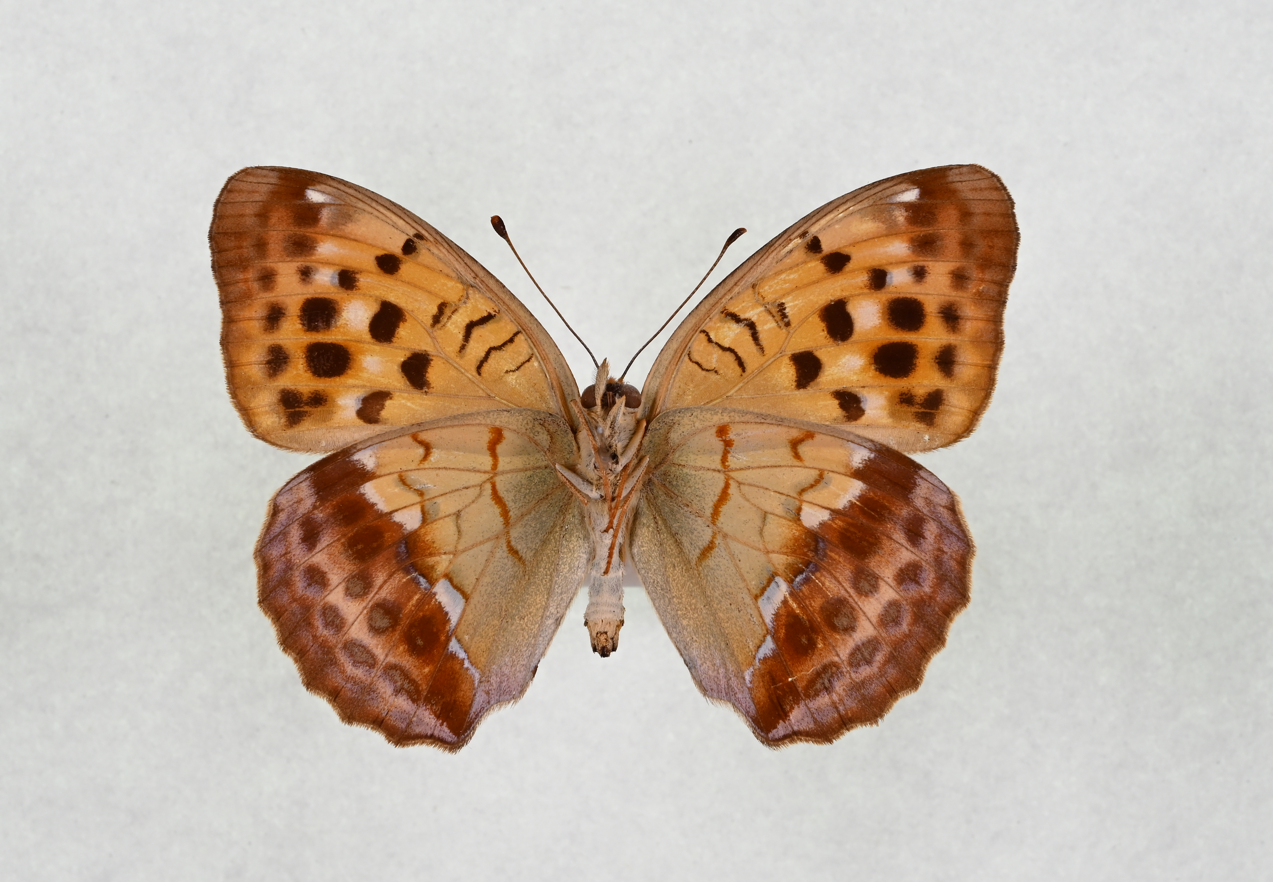 画像：ウラギンスジヒョウモン