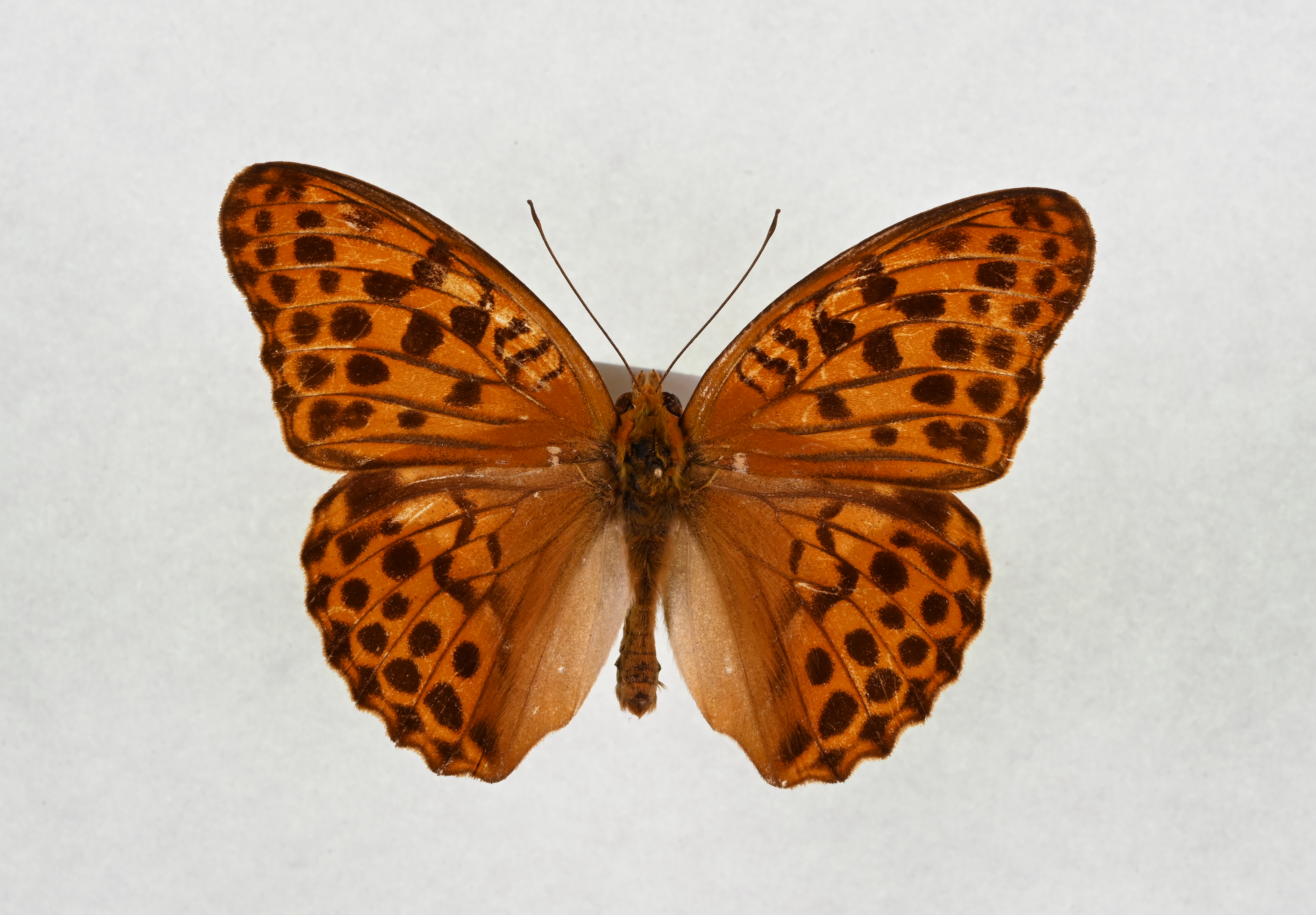 画像：オオウラギンスジヒョウモン