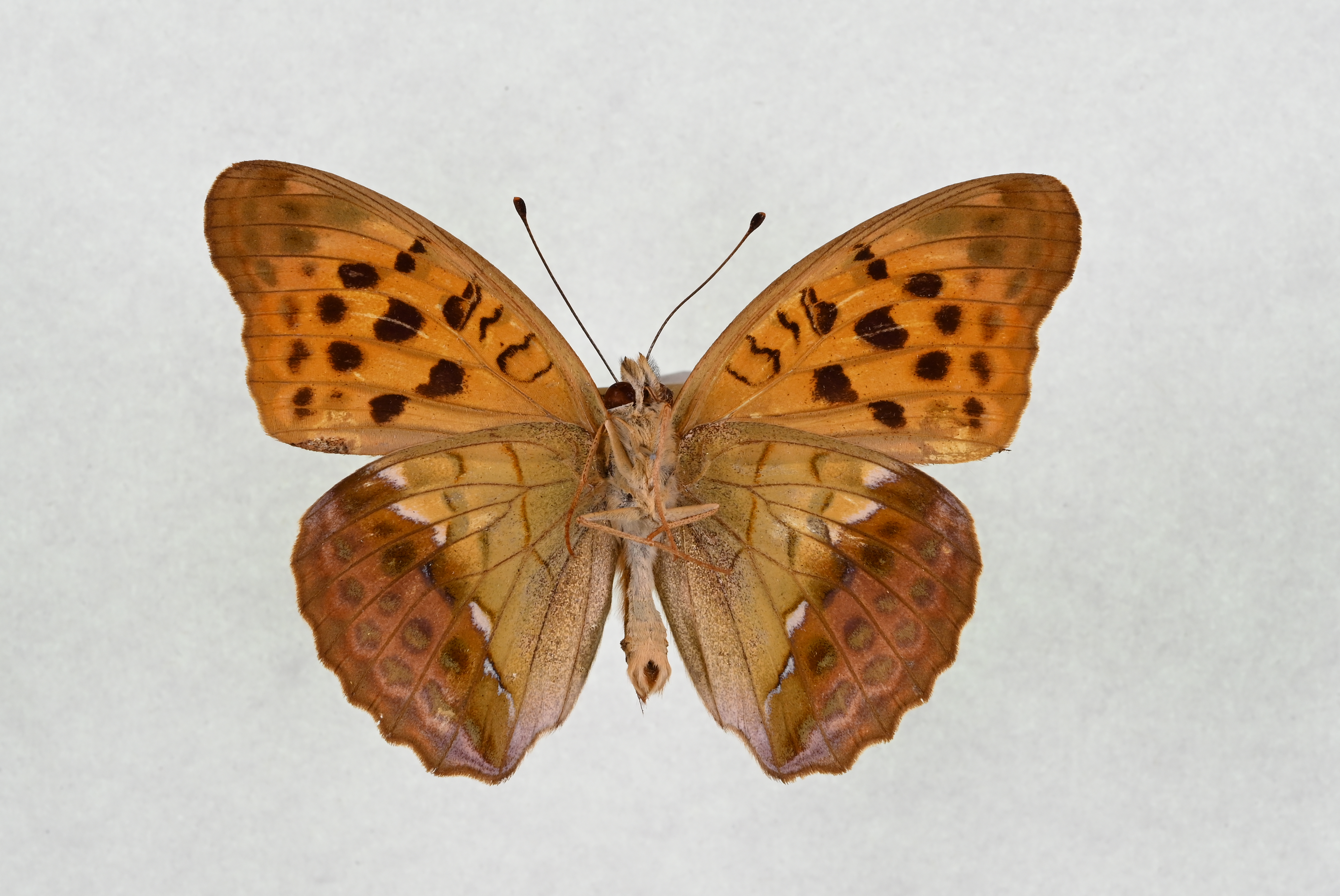 画像：オオウラギンスジヒョウモン