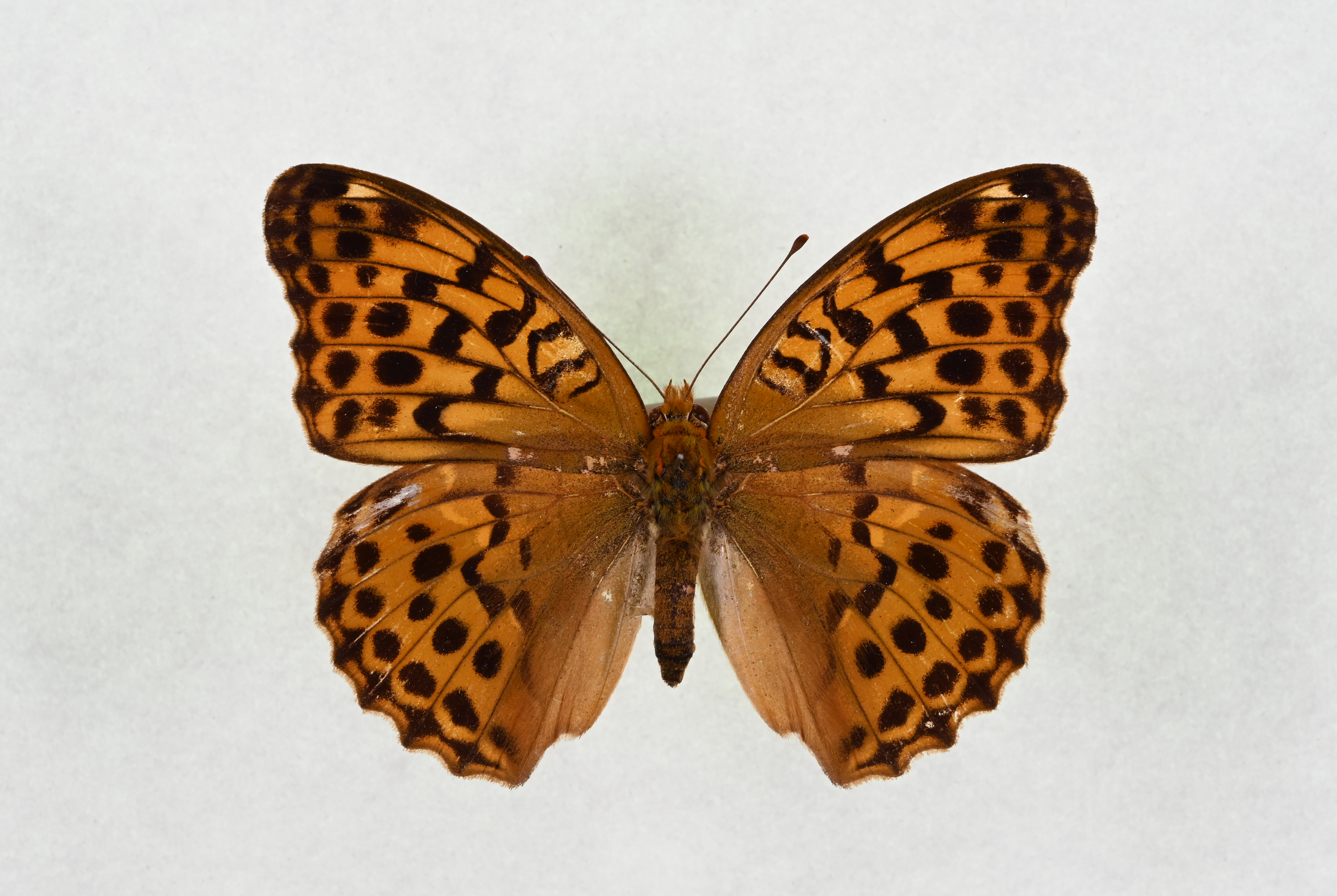 画像：オオウラギンスジヒョウモン