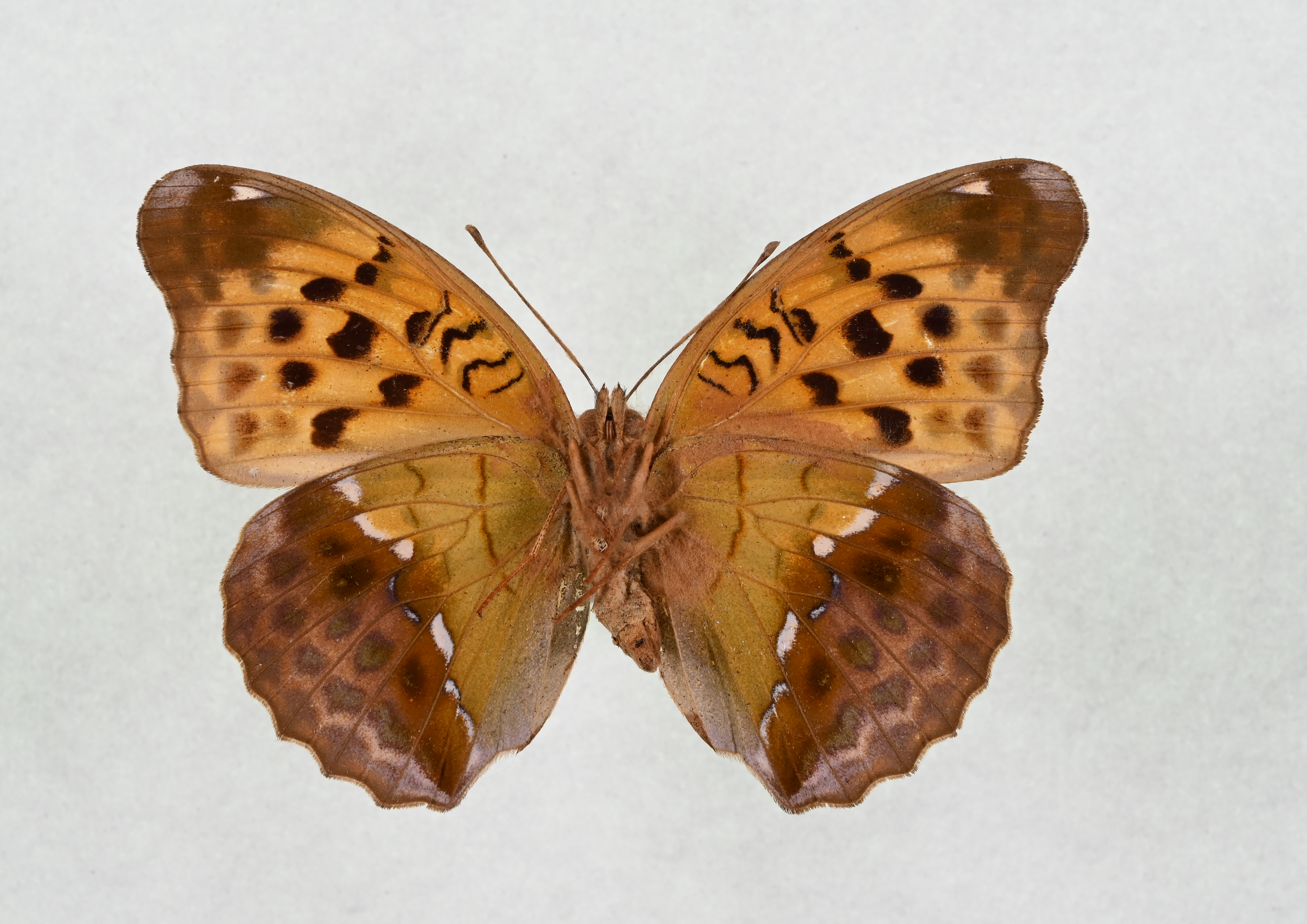 画像：オオウラギンスジヒョウモン