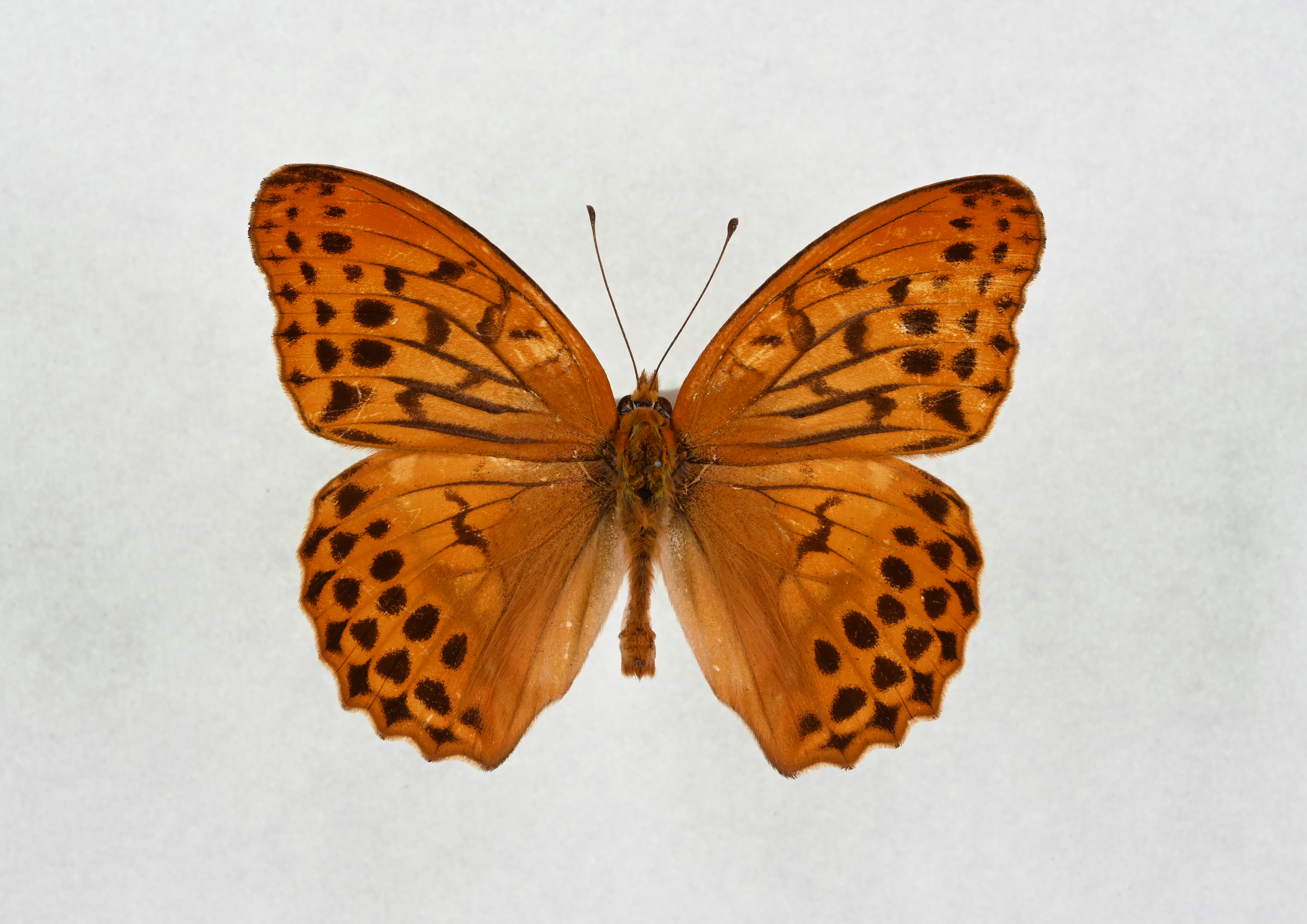 画像：メスグロヒョウモン