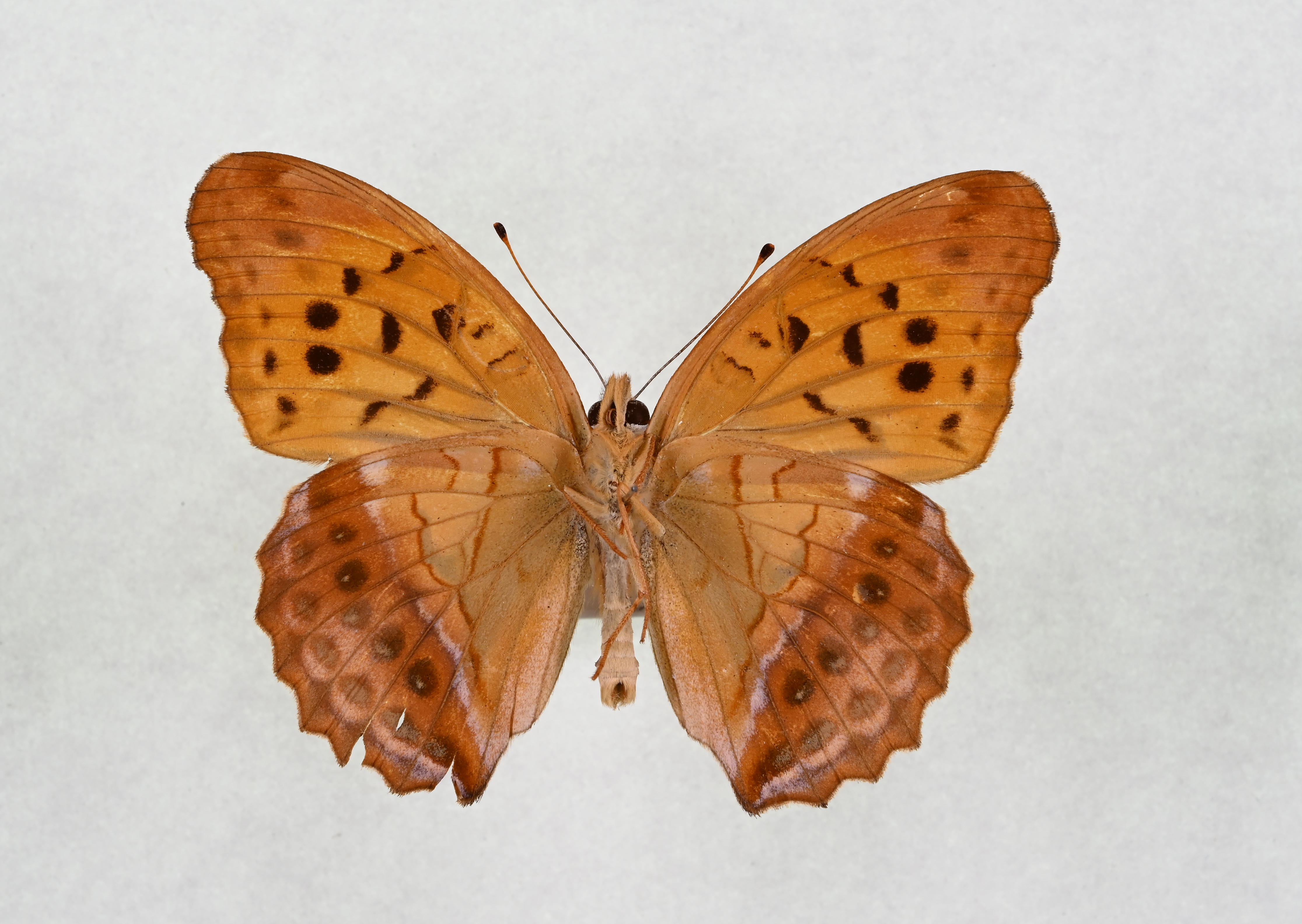 画像：メスグロヒョウモン