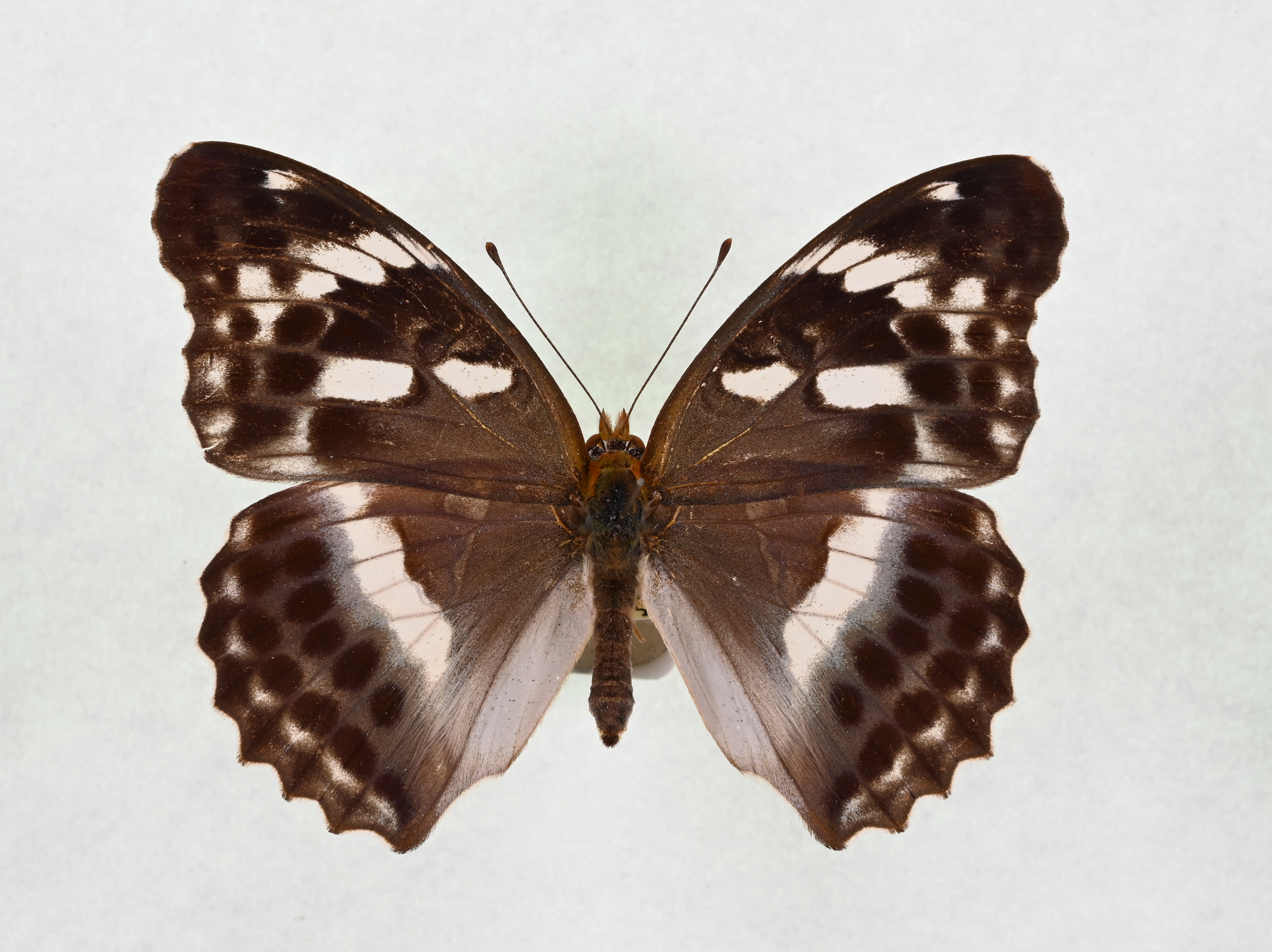 画像：メスグロヒョウモン