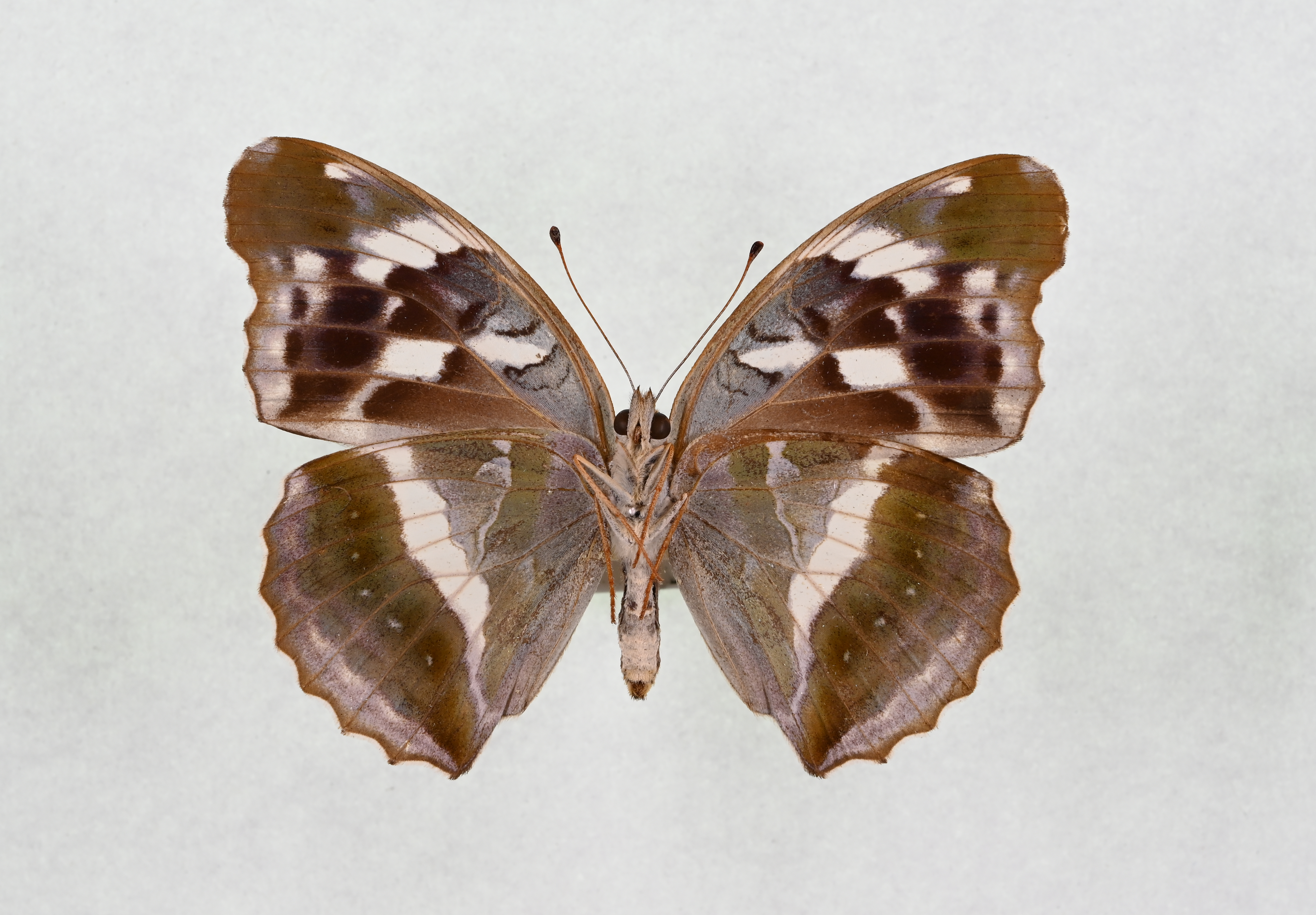 画像：メスグロヒョウモン