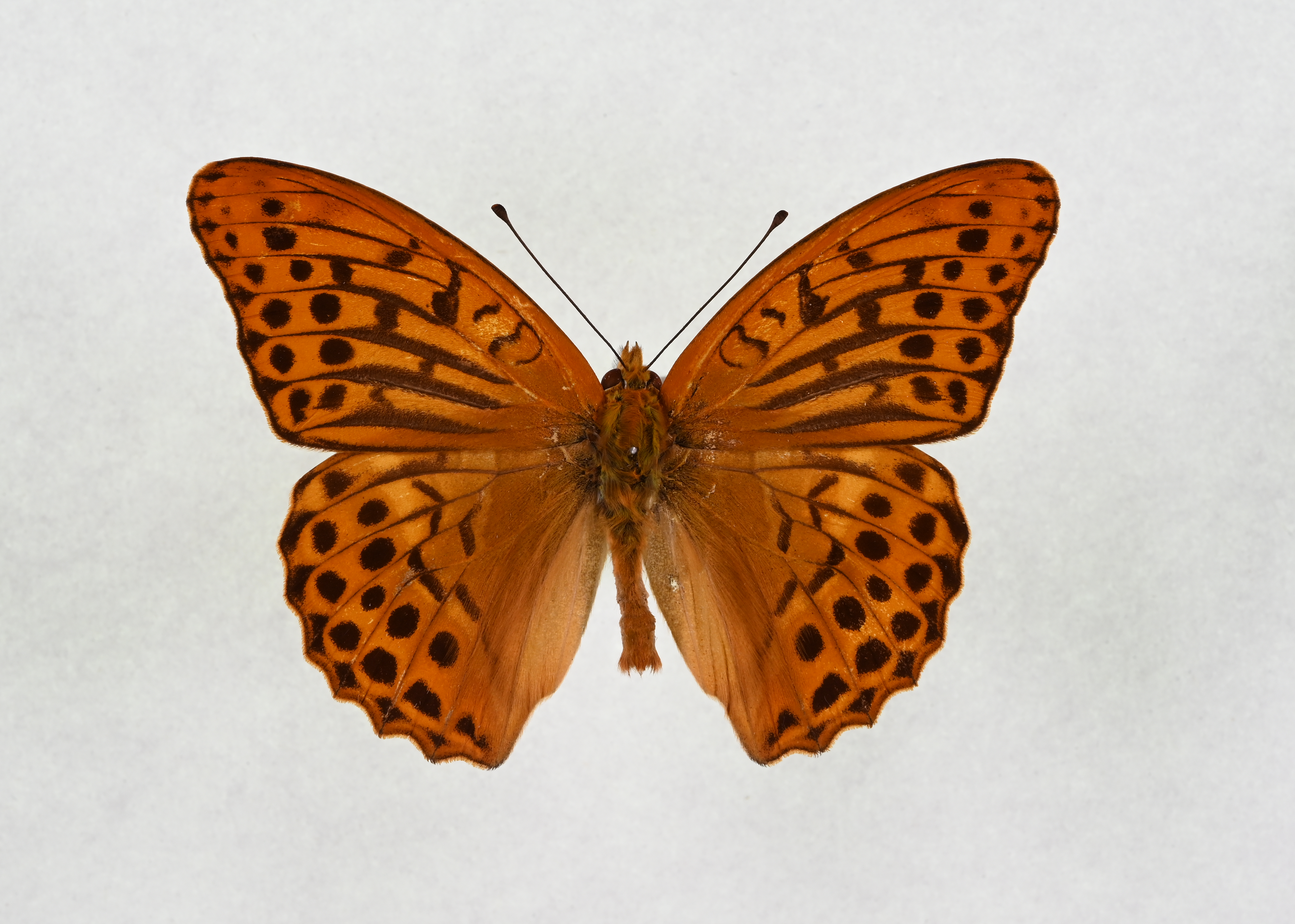 画像：ミドリヒョウモン