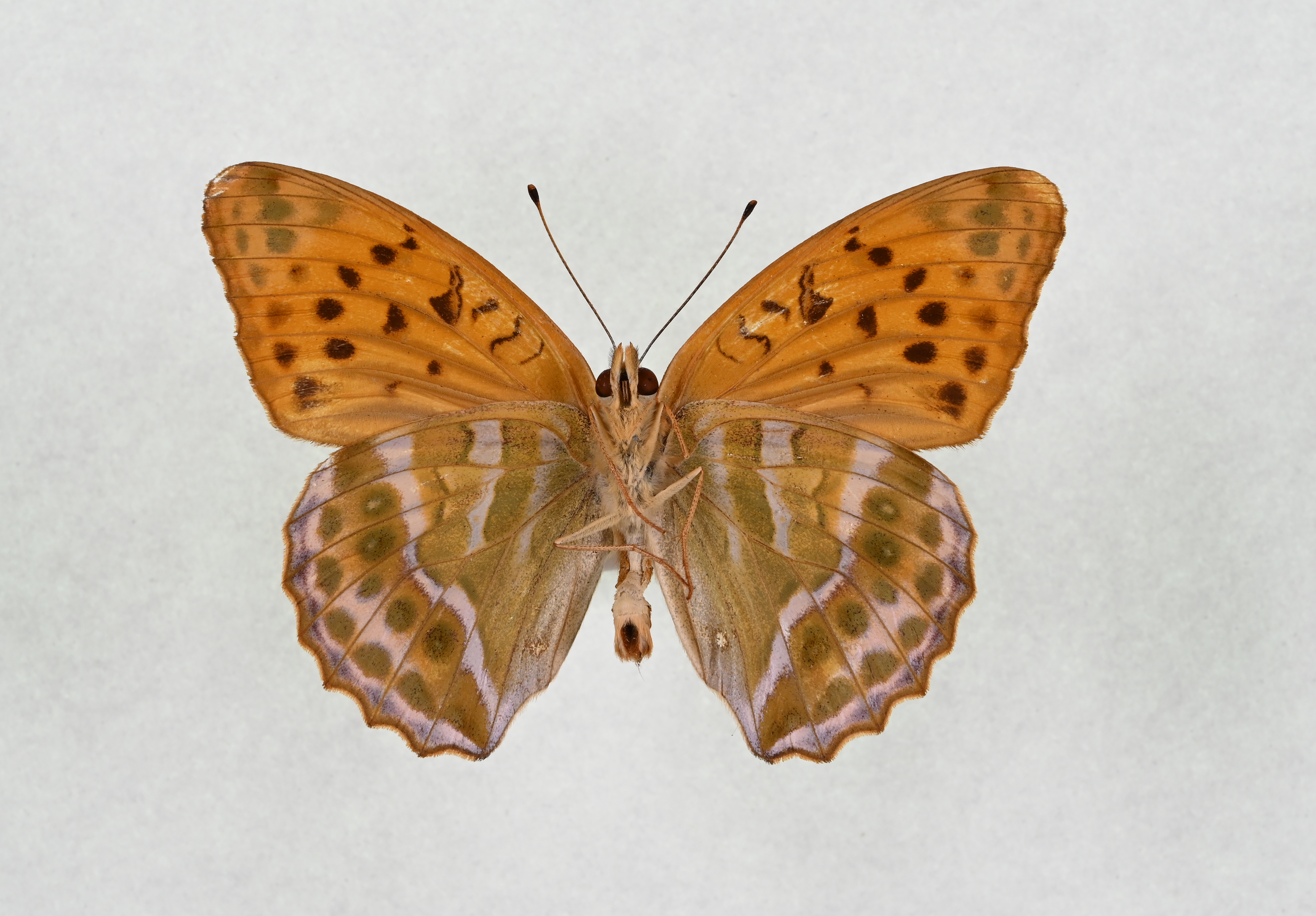 画像：ミドリヒョウモン