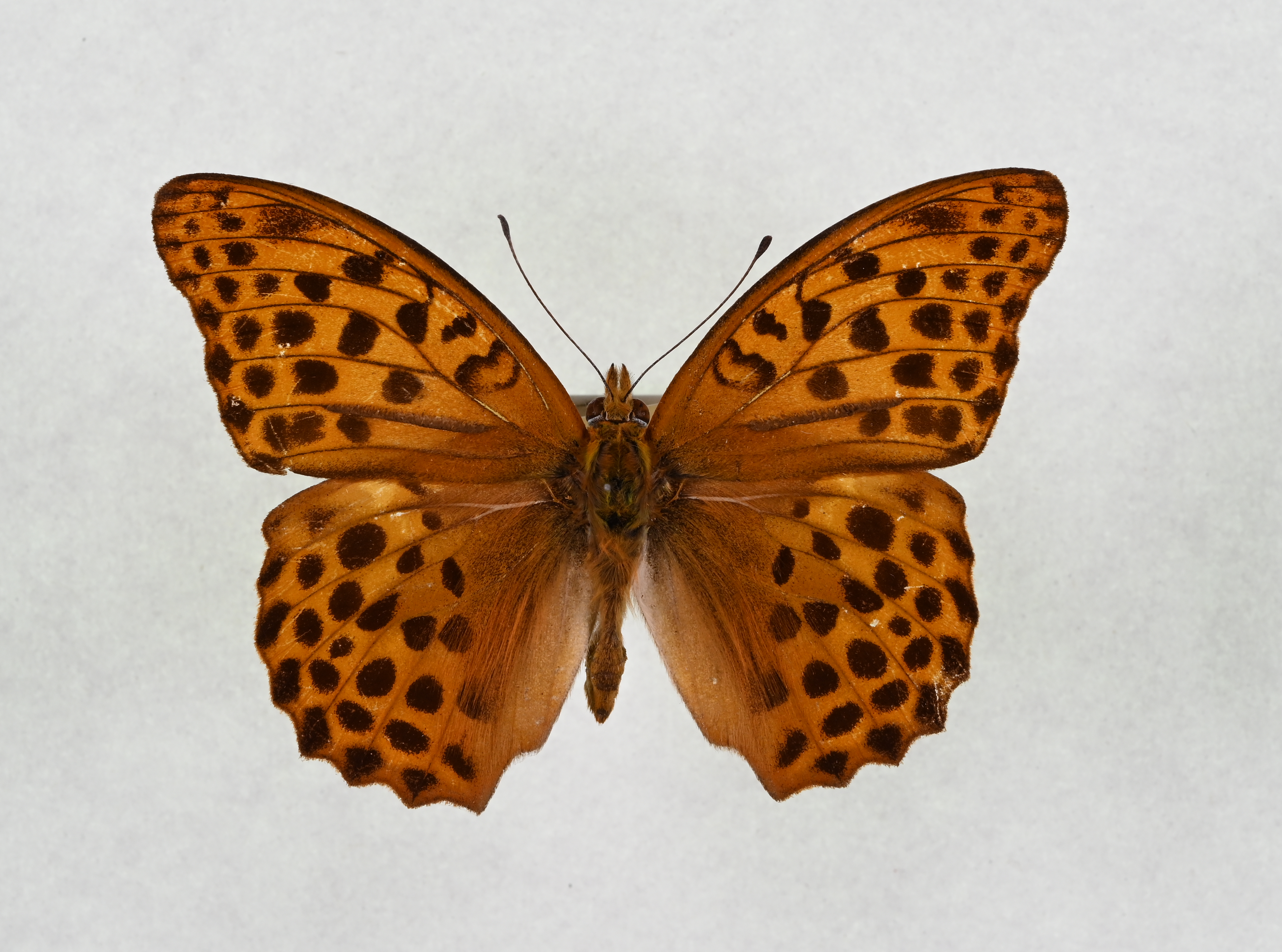 画像：クモガタヒョウモン