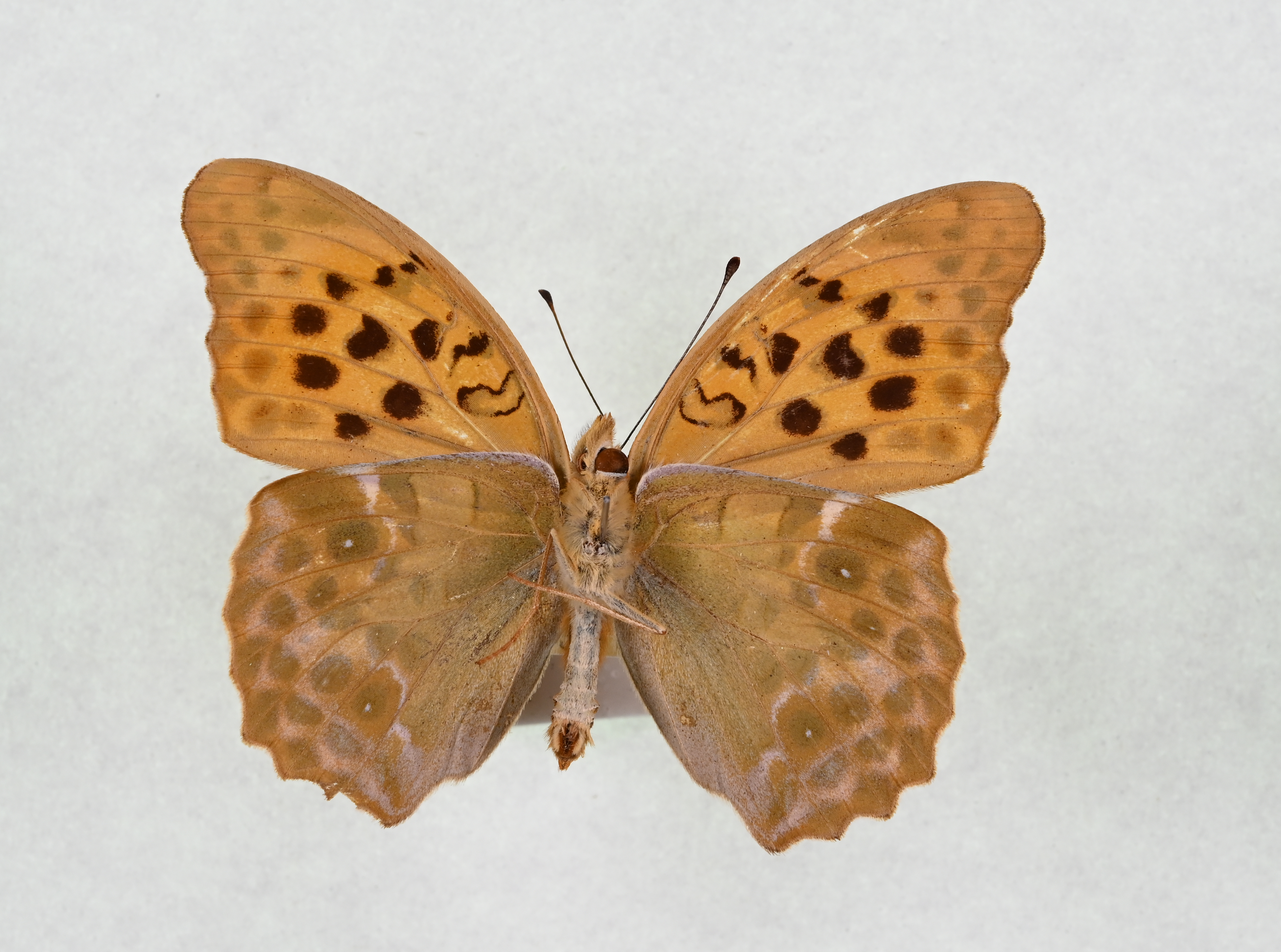 画像：クモガタヒョウモン