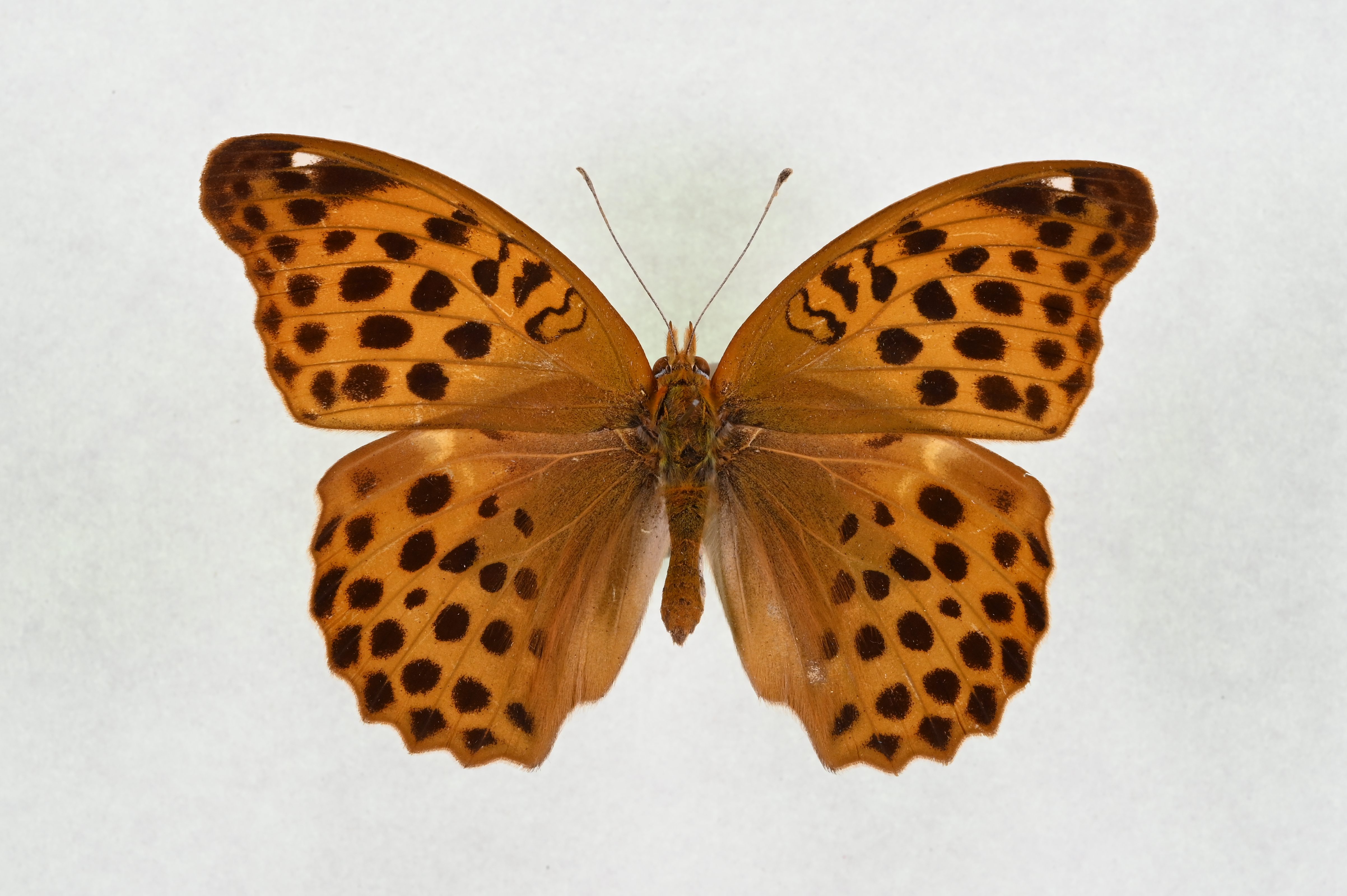 画像：クモガタヒョウモン