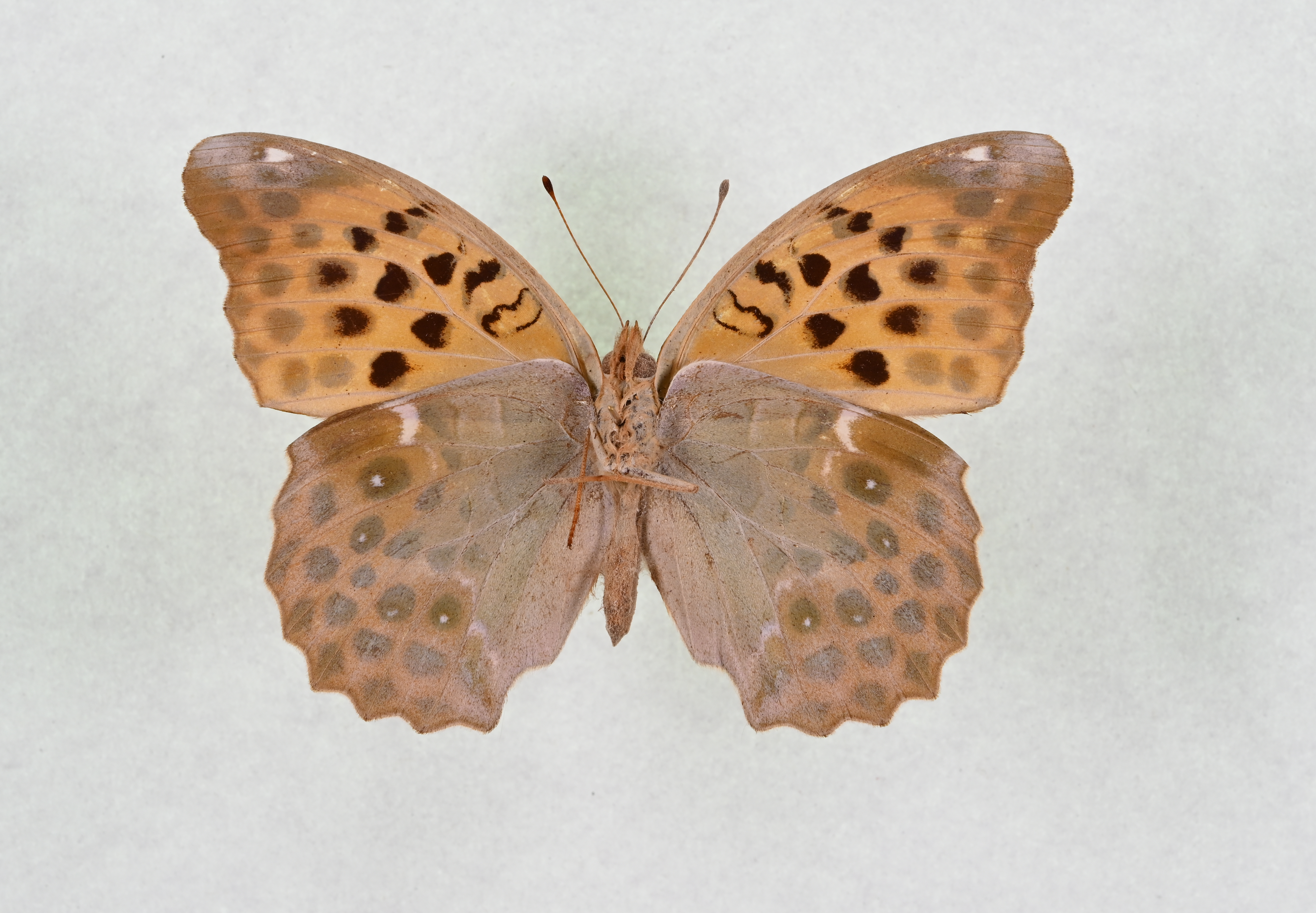 画像：クモガタヒョウモン